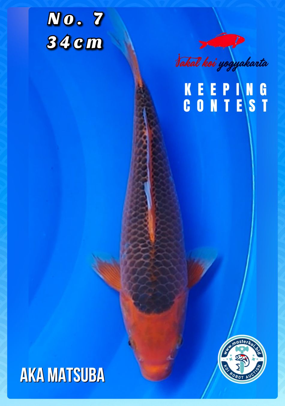 Lelang Koi Online, Jual Beli Ikan Koi, Pusat Jual Beli Koi, Info Lelang Koi Hari Ini, Platform Jual Beli Koi, Jual Beli Ikan Koi Online, Marketplace Ikan Koi, Jual Koi Terbaik, Tempat Beli Koi Berkualitas, Pasar Ikan Koi Online Terpercaya, Penjual Ikan Koi Terpercaya, Beli Koi Hias Online, Ikan Koi untuk Dijual, Koi Kualitas Terbaik, Toko Online Ikan Koi, Koi Hias Untuk Dijual, Jual Beli Ikan Koi Lokal, Koi Indonesia Online, Pusat Jual Beli Koi Terbesar