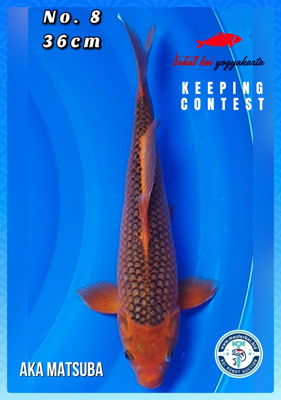 Lelang Koi Online, Jual Beli Ikan Koi, Pusat Jual Beli Koi, Info Lelang Koi Hari Ini, Platform Jual Beli Koi, Jual Beli Ikan Koi Online, Marketplace Ikan Koi, Jual Koi Terbaik, Tempat Beli Koi Berkualitas, Pasar Ikan Koi Online Terpercaya, Penjual Ikan Koi Terpercaya, Beli Koi Hias Online, Ikan Koi untuk Dijual, Koi Kualitas Terbaik, Toko Online Ikan Koi, Koi Hias Untuk Dijual, Jual Beli Ikan Koi Lokal, Koi Indonesia Online, Pusat Jual Beli Koi Terbesar