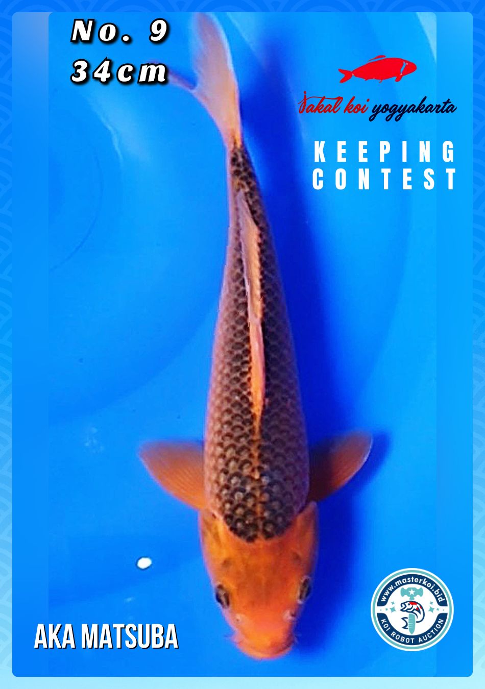 Lelang Koi Online, Jual Beli Ikan Koi, Pusat Jual Beli Koi, Info Lelang Koi Hari Ini, Platform Jual Beli Koi, Jual Beli Ikan Koi Online, Marketplace Ikan Koi, Jual Koi Terbaik, Tempat Beli Koi Berkualitas, Pasar Ikan Koi Online Terpercaya, Penjual Ikan Koi Terpercaya, Beli Koi Hias Online, Ikan Koi untuk Dijual, Koi Kualitas Terbaik, Toko Online Ikan Koi, Koi Hias Untuk Dijual, Jual Beli Ikan Koi Lokal, Koi Indonesia Online, Pusat Jual Beli Koi Terbesar