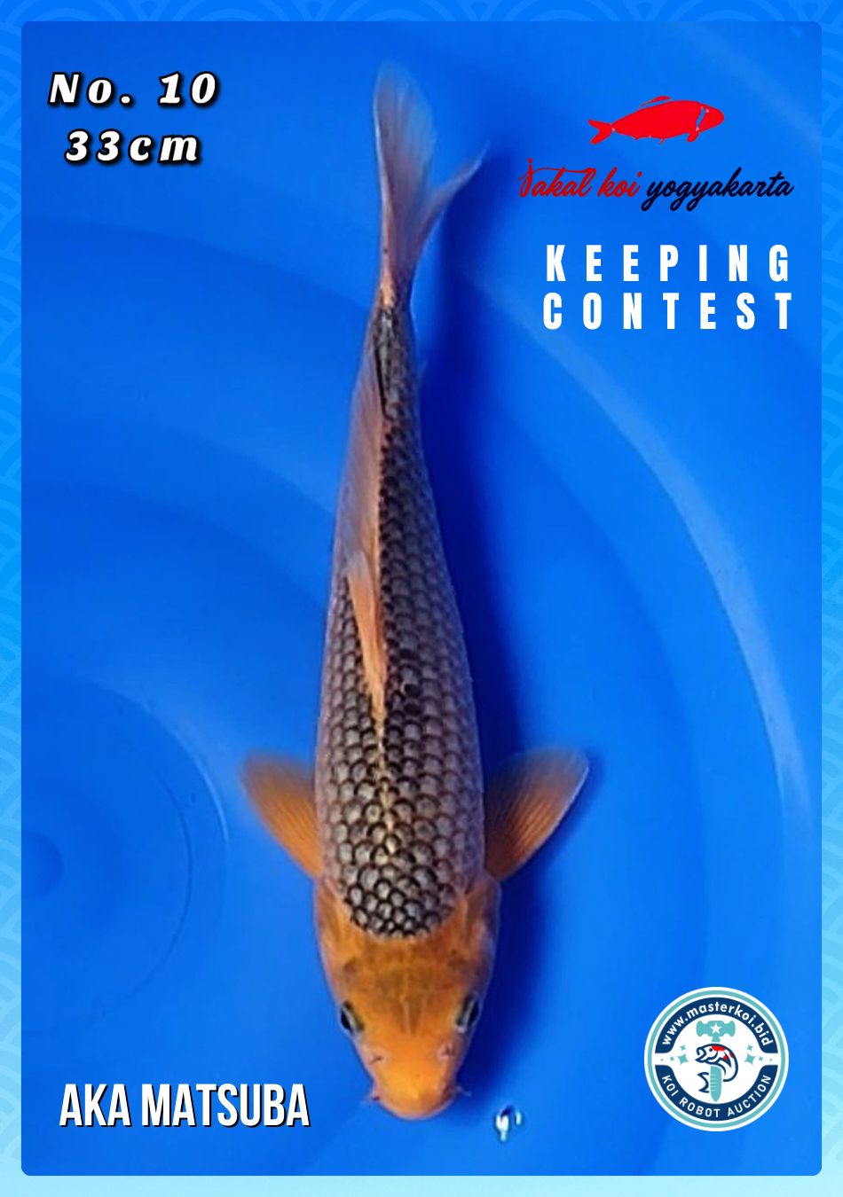 Lelang Koi Online, Jual Beli Ikan Koi, Pusat Jual Beli Koi, Info Lelang Koi Hari Ini, Platform Jual Beli Koi, Jual Beli Ikan Koi Online, Marketplace Ikan Koi, Jual Koi Terbaik, Tempat Beli Koi Berkualitas, Pasar Ikan Koi Online Terpercaya, Penjual Ikan Koi Terpercaya, Beli Koi Hias Online, Ikan Koi untuk Dijual, Koi Kualitas Terbaik, Toko Online Ikan Koi, Koi Hias Untuk Dijual, Jual Beli Ikan Koi Lokal, Koi Indonesia Online, Pusat Jual Beli Koi Terbesar