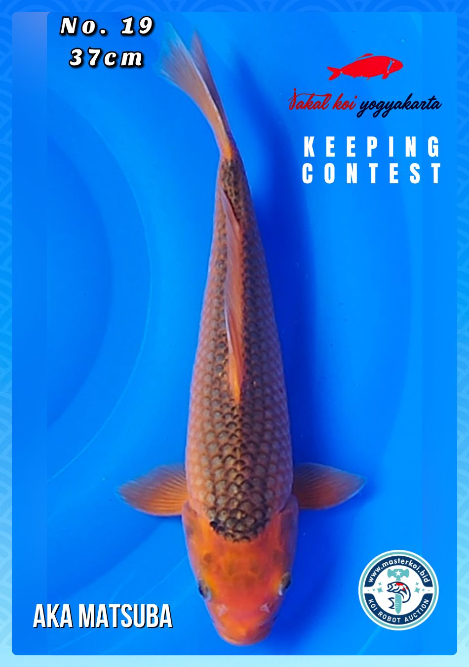 Lelang Koi Online, Jual Beli Ikan Koi, Pusat Jual Beli Koi, Info Lelang Koi Hari Ini, Platform Jual Beli Koi, Jual Beli Ikan Koi Online, Marketplace Ikan Koi, Jual Koi Terbaik, Tempat Beli Koi Berkualitas, Pasar Ikan Koi Online Terpercaya, Penjual Ikan Koi Terpercaya, Beli Koi Hias Online, Ikan Koi untuk Dijual, Koi Kualitas Terbaik, Toko Online Ikan Koi, Koi Hias Untuk Dijual, Jual Beli Ikan Koi Lokal, Koi Indonesia Online, Pusat Jual Beli Koi Terbesar