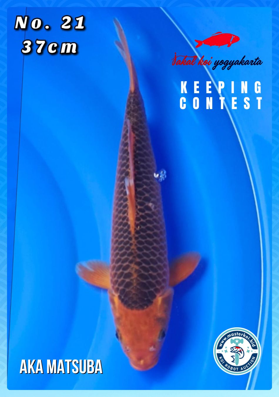 Lelang Koi Online, Jual Beli Ikan Koi, Pusat Jual Beli Koi, Info Lelang Koi Hari Ini, Platform Jual Beli Koi, Jual Beli Ikan Koi Online, Marketplace Ikan Koi, Jual Koi Terbaik, Tempat Beli Koi Berkualitas, Pasar Ikan Koi Online Terpercaya, Penjual Ikan Koi Terpercaya, Beli Koi Hias Online, Ikan Koi untuk Dijual, Koi Kualitas Terbaik, Toko Online Ikan Koi, Koi Hias Untuk Dijual, Jual Beli Ikan Koi Lokal, Koi Indonesia Online, Pusat Jual Beli Koi Terbesar