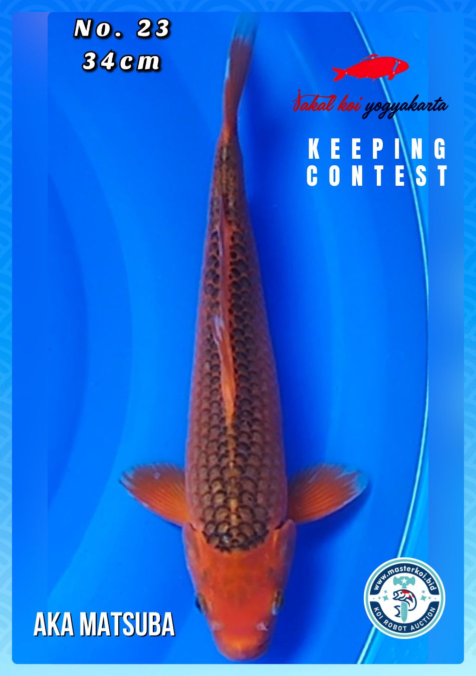 Lelang Koi Online, Jual Beli Ikan Koi, Pusat Jual Beli Koi, Info Lelang Koi Hari Ini, Platform Jual Beli Koi, Jual Beli Ikan Koi Online, Marketplace Ikan Koi, Jual Koi Terbaik, Tempat Beli Koi Berkualitas, Pasar Ikan Koi Online Terpercaya, Penjual Ikan Koi Terpercaya, Beli Koi Hias Online, Ikan Koi untuk Dijual, Koi Kualitas Terbaik, Toko Online Ikan Koi, Koi Hias Untuk Dijual, Jual Beli Ikan Koi Lokal, Koi Indonesia Online, Pusat Jual Beli Koi Terbesar