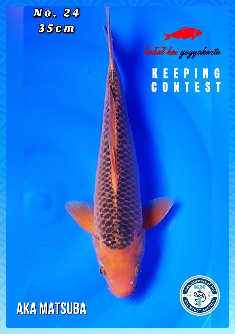 Lelang Koi Online, Jual Beli Ikan Koi, Pusat Jual Beli Koi, Info Lelang Koi Hari Ini, Platform Jual Beli Koi, Jual Beli Ikan Koi Online, Marketplace Ikan Koi, Jual Koi Terbaik, Tempat Beli Koi Berkualitas, Pasar Ikan Koi Online Terpercaya, Penjual Ikan Koi Terpercaya, Beli Koi Hias Online, Ikan Koi untuk Dijual, Koi Kualitas Terbaik, Toko Online Ikan Koi, Koi Hias Untuk Dijual, Jual Beli Ikan Koi Lokal, Koi Indonesia Online, Pusat Jual Beli Koi Terbesar