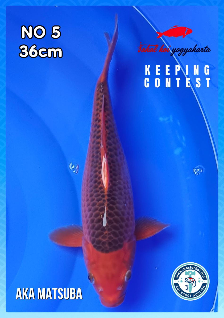 Lelang Koi Online, Jual Beli Ikan Koi, Pusat Jual Beli Koi, Info Lelang Koi Hari Ini, Platform Jual Beli Koi, Jual Beli Ikan Koi Online, Marketplace Ikan Koi, Jual Koi Terbaik, Tempat Beli Koi Berkualitas, Pasar Ikan Koi Online Terpercaya, Penjual Ikan Koi Terpercaya, Beli Koi Hias Online, Ikan Koi untuk Dijual, Koi Kualitas Terbaik, Toko Online Ikan Koi, Koi Hias Untuk Dijual, Jual Beli Ikan Koi Lokal, Koi Indonesia Online, Pusat Jual Beli Koi Terbesar