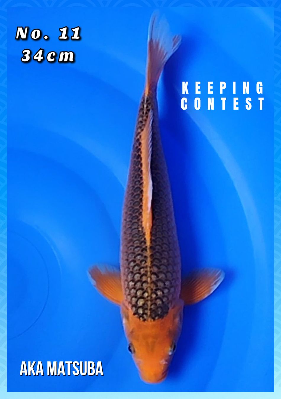 Lelang Koi Online, Jual Beli Ikan Koi, Pusat Jual Beli Koi, Info Lelang Koi Hari Ini, Platform Jual Beli Koi, Jual Beli Ikan Koi Online, Marketplace Ikan Koi, Jual Koi Terbaik, Tempat Beli Koi Berkualitas, Pasar Ikan Koi Online Terpercaya, Penjual Ikan Koi Terpercaya, Beli Koi Hias Online, Ikan Koi untuk Dijual, Koi Kualitas Terbaik, Toko Online Ikan Koi, Koi Hias Untuk Dijual, Jual Beli Ikan Koi Lokal, Koi Indonesia Online, Pusat Jual Beli Koi Terbesar