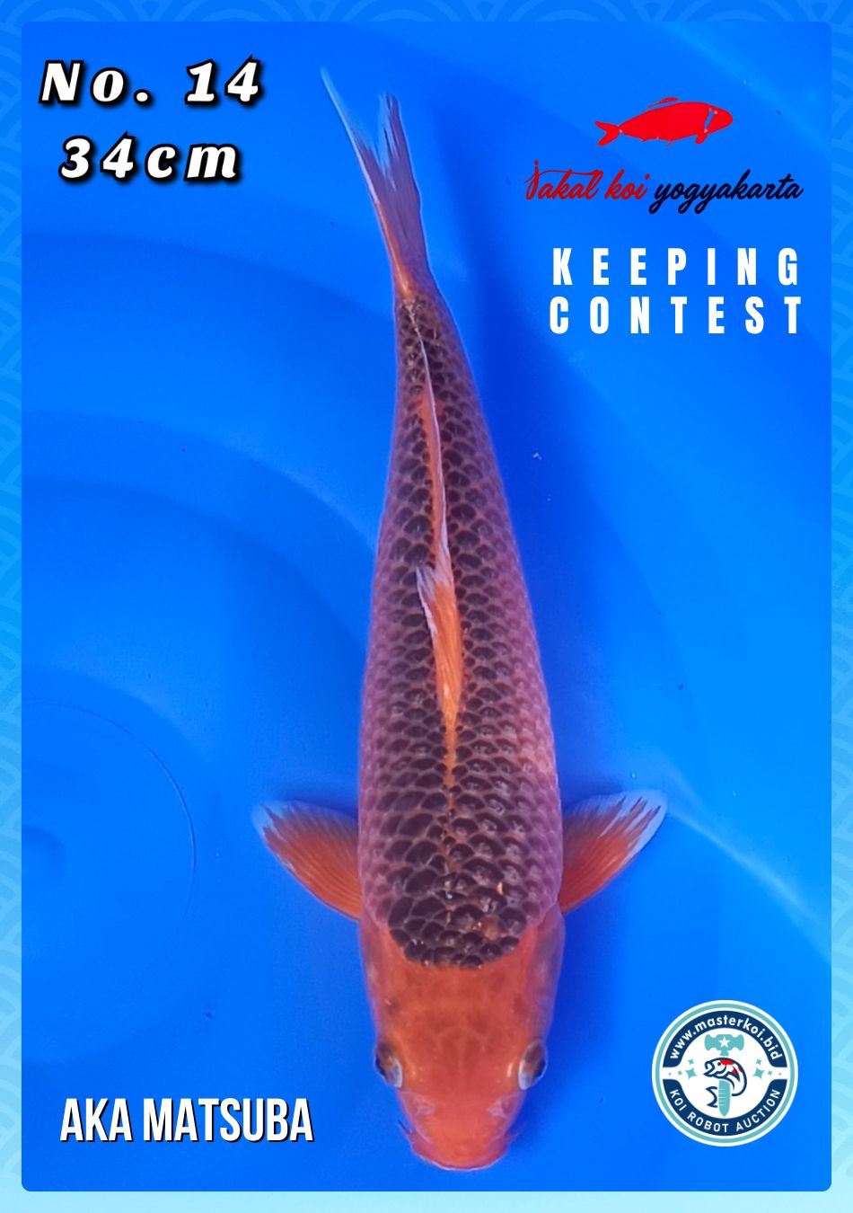 Lelang Koi Online, Jual Beli Ikan Koi, Pusat Jual Beli Koi, Info Lelang Koi Hari Ini, Platform Jual Beli Koi, Jual Beli Ikan Koi Online, Marketplace Ikan Koi, Jual Koi Terbaik, Tempat Beli Koi Berkualitas, Pasar Ikan Koi Online Terpercaya, Penjual Ikan Koi Terpercaya, Beli Koi Hias Online, Ikan Koi untuk Dijual, Koi Kualitas Terbaik, Toko Online Ikan Koi, Koi Hias Untuk Dijual, Jual Beli Ikan Koi Lokal, Koi Indonesia Online, Pusat Jual Beli Koi Terbesar