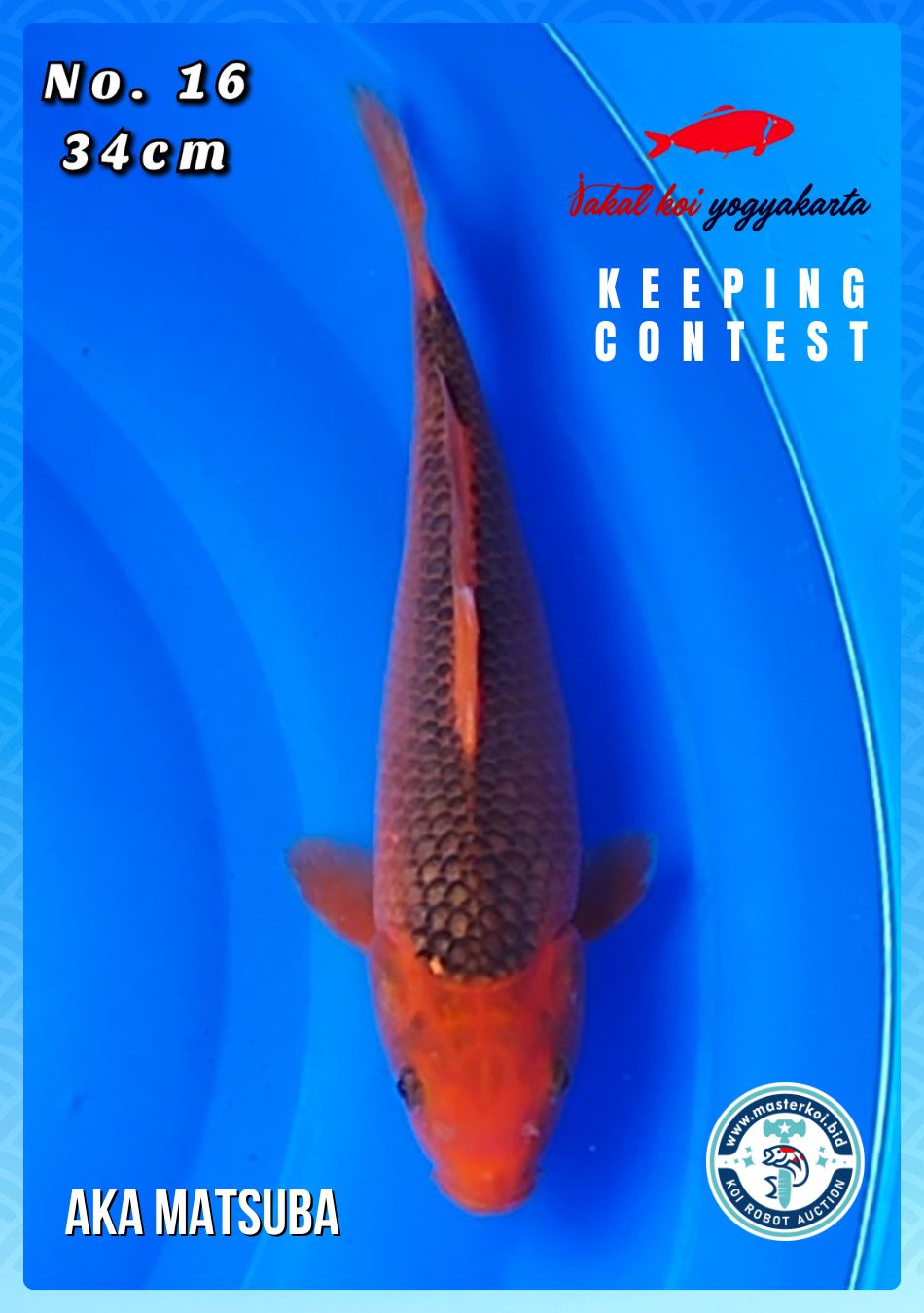 Lelang Koi Online, Jual Beli Ikan Koi, Pusat Jual Beli Koi, Info Lelang Koi Hari Ini, Platform Jual Beli Koi, Jual Beli Ikan Koi Online, Marketplace Ikan Koi, Jual Koi Terbaik, Tempat Beli Koi Berkualitas, Pasar Ikan Koi Online Terpercaya, Penjual Ikan Koi Terpercaya, Beli Koi Hias Online, Ikan Koi untuk Dijual, Koi Kualitas Terbaik, Toko Online Ikan Koi, Koi Hias Untuk Dijual, Jual Beli Ikan Koi Lokal, Koi Indonesia Online, Pusat Jual Beli Koi Terbesar