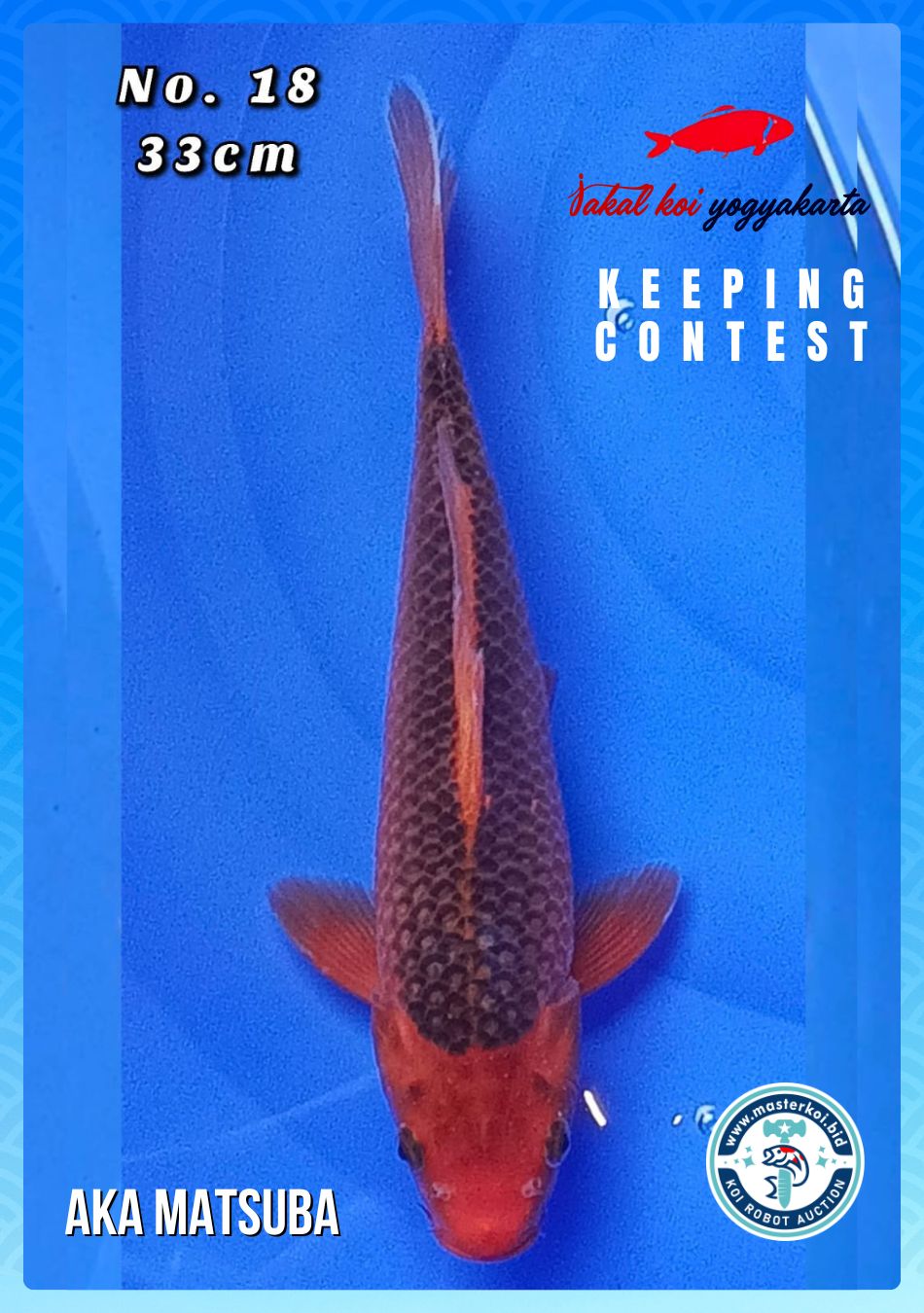 Lelang Koi Online, Jual Beli Ikan Koi, Pusat Jual Beli Koi, Info Lelang Koi Hari Ini, Platform Jual Beli Koi, Jual Beli Ikan Koi Online, Marketplace Ikan Koi, Jual Koi Terbaik, Tempat Beli Koi Berkualitas, Pasar Ikan Koi Online Terpercaya, Penjual Ikan Koi Terpercaya, Beli Koi Hias Online, Ikan Koi untuk Dijual, Koi Kualitas Terbaik, Toko Online Ikan Koi, Koi Hias Untuk Dijual, Jual Beli Ikan Koi Lokal, Koi Indonesia Online, Pusat Jual Beli Koi Terbesar