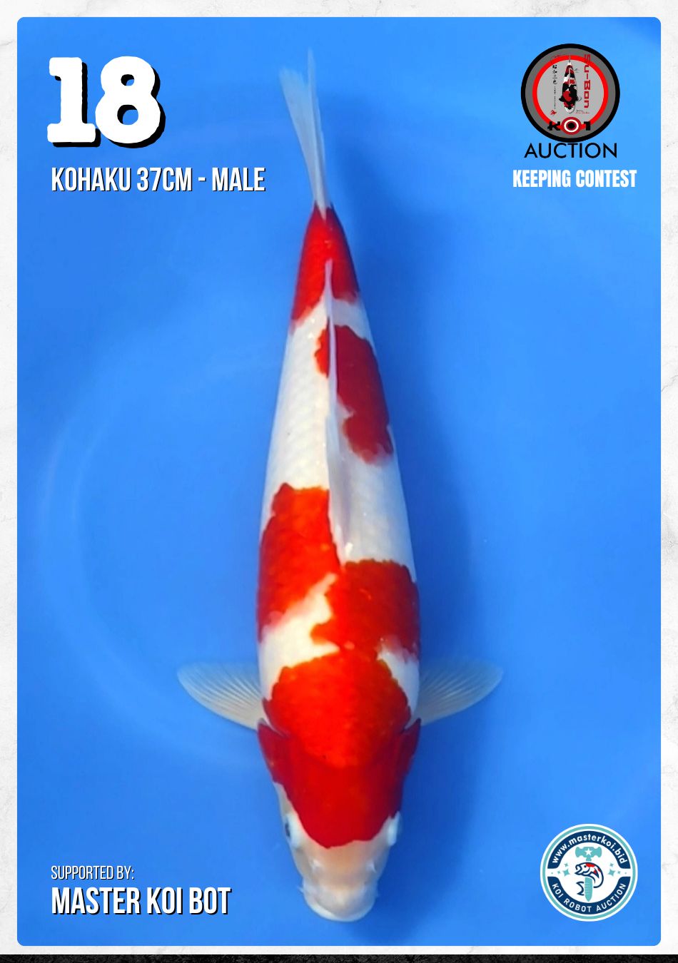 Lelang Koi Online, Jual Beli Ikan Koi, Pusat Jual Beli Koi, Info Lelang Koi Hari Ini, Platform Jual Beli Koi, Jual Beli Ikan Koi Online, Marketplace Ikan Koi, Jual Koi Terbaik, Tempat Beli Koi Berkualitas, Pasar Ikan Koi Online Terpercaya, Penjual Ikan Koi Terpercaya, Beli Koi Hias Online, Ikan Koi untuk Dijual, Koi Kualitas Terbaik, Toko Online Ikan Koi, Koi Hias Untuk Dijual, Jual Beli Ikan Koi Lokal, Koi Indonesia Online, Pusat Jual Beli Koi Terbesar