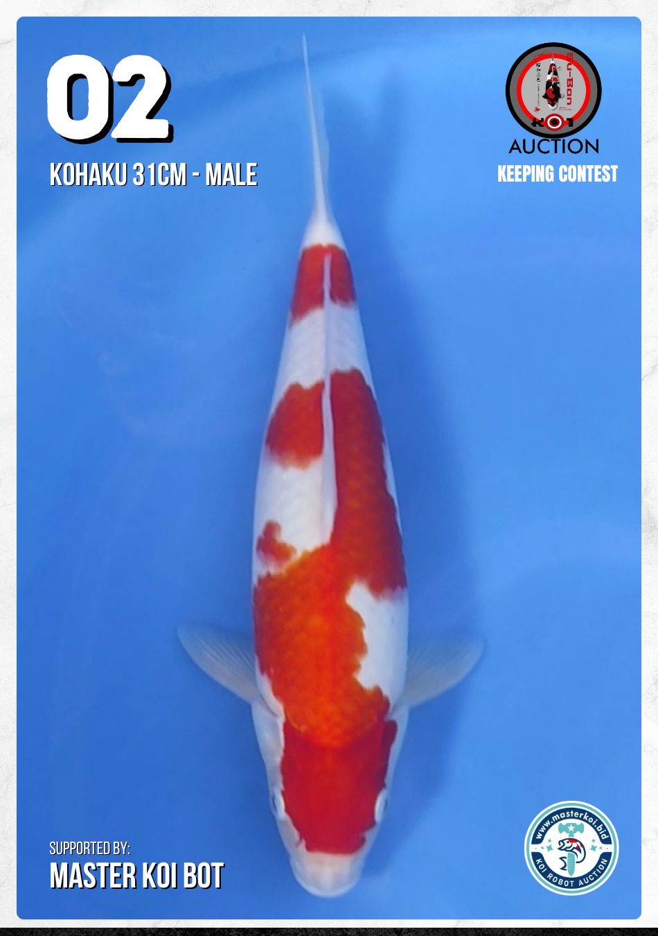 Lelang Koi Online, Jual Beli Ikan Koi, Pusat Jual Beli Koi, Info Lelang Koi Hari Ini, Platform Jual Beli Koi, Jual Beli Ikan Koi Online, Marketplace Ikan Koi, Jual Koi Terbaik, Tempat Beli Koi Berkualitas, Pasar Ikan Koi Online Terpercaya, Penjual Ikan Koi Terpercaya, Beli Koi Hias Online, Ikan Koi untuk Dijual, Koi Kualitas Terbaik, Toko Online Ikan Koi, Koi Hias Untuk Dijual, Jual Beli Ikan Koi Lokal, Koi Indonesia Online, Pusat Jual Beli Koi Terbesar