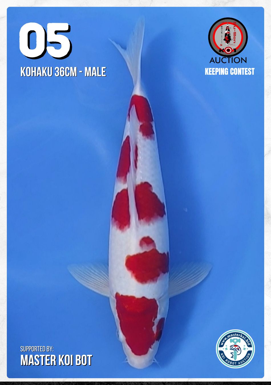 Lelang Koi Online, Jual Beli Ikan Koi, Pusat Jual Beli Koi, Info Lelang Koi Hari Ini, Platform Jual Beli Koi, Jual Beli Ikan Koi Online, Marketplace Ikan Koi, Jual Koi Terbaik, Tempat Beli Koi Berkualitas, Pasar Ikan Koi Online Terpercaya, Penjual Ikan Koi Terpercaya, Beli Koi Hias Online, Ikan Koi untuk Dijual, Koi Kualitas Terbaik, Toko Online Ikan Koi, Koi Hias Untuk Dijual, Jual Beli Ikan Koi Lokal, Koi Indonesia Online, Pusat Jual Beli Koi Terbesar