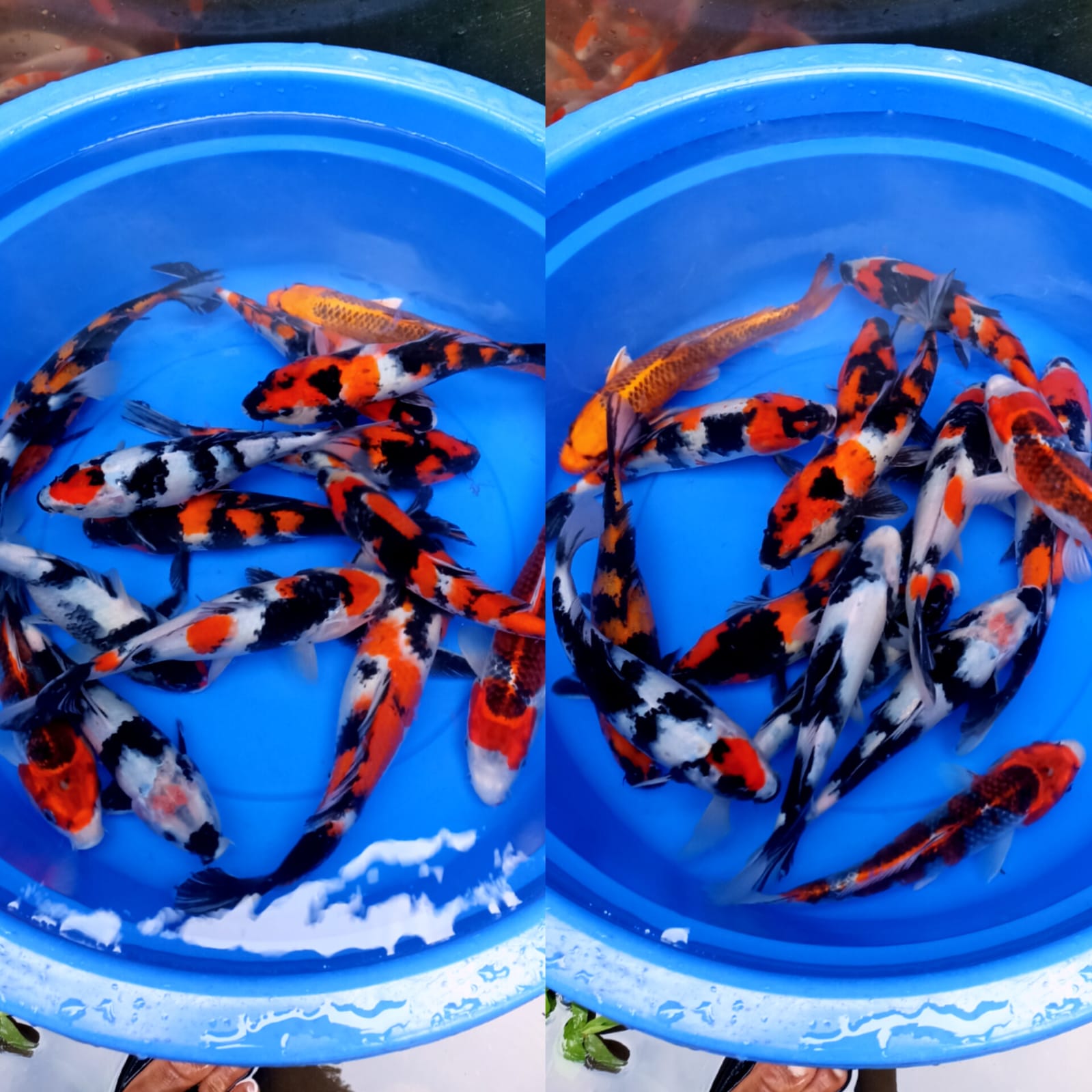 Lelang Koi Online, Jual Beli Ikan Koi, Pusat Jual Beli Koi, Info Lelang Koi Hari Ini, Platform Jual Beli Koi, Jual Beli Ikan Koi Online, Marketplace Ikan Koi, Jual Koi Terbaik, Tempat Beli Koi Berkualitas, Pasar Ikan Koi Online Terpercaya, Penjual Ikan Koi Terpercaya, Beli Koi Hias Online, Ikan Koi untuk Dijual, Koi Kualitas Terbaik, Toko Online Ikan Koi, Koi Hias Untuk Dijual, Jual Beli Ikan Koi Lokal, Koi Indonesia Online, Pusat Jual Beli Koi Terbesar