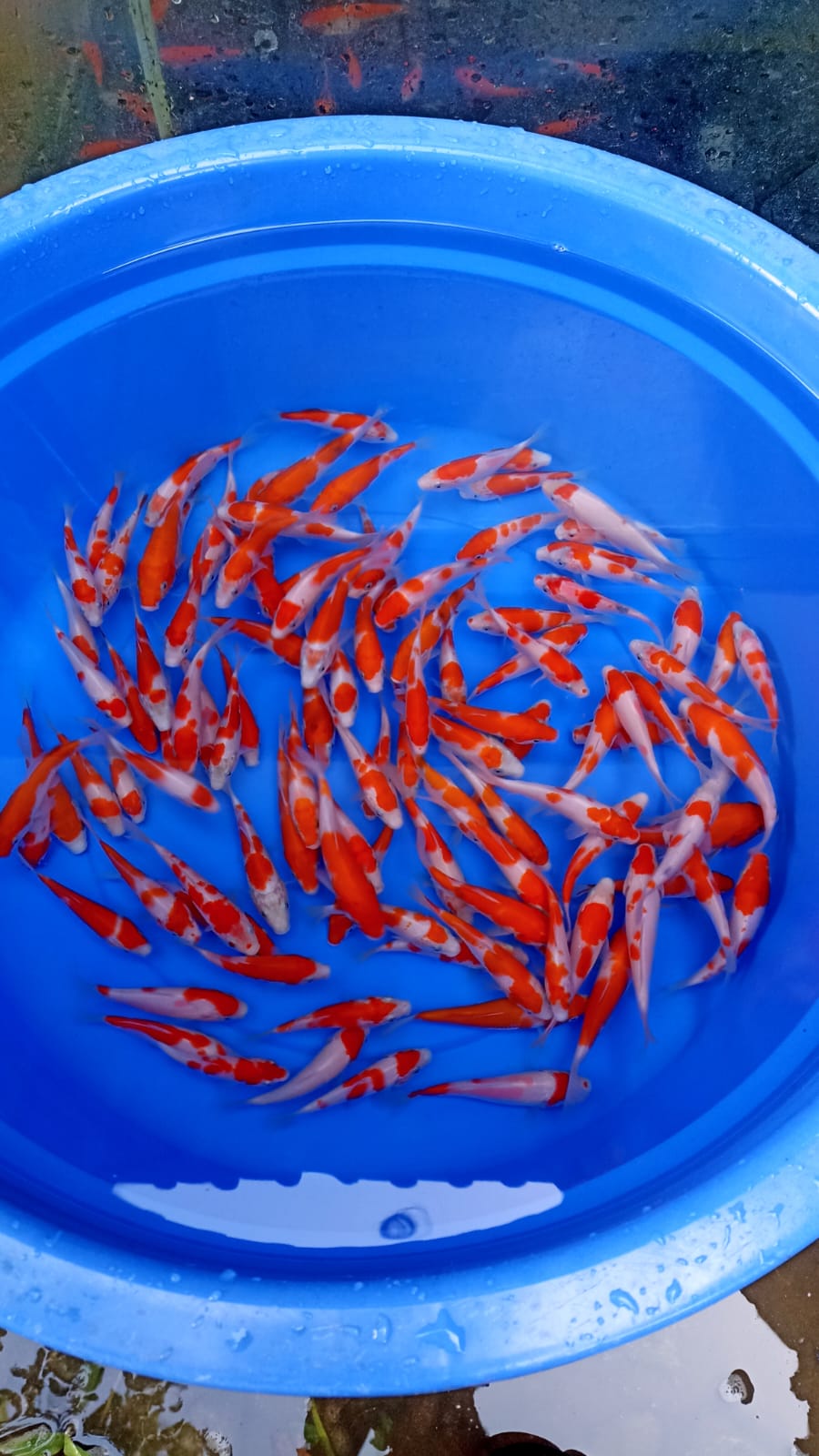 Lelang Koi Online, Jual Beli Ikan Koi, Pusat Jual Beli Koi, Info Lelang Koi Hari Ini, Platform Jual Beli Koi, Jual Beli Ikan Koi Online, Marketplace Ikan Koi, Jual Koi Terbaik, Tempat Beli Koi Berkualitas, Pasar Ikan Koi Online Terpercaya, Penjual Ikan Koi Terpercaya, Beli Koi Hias Online, Ikan Koi untuk Dijual, Koi Kualitas Terbaik, Toko Online Ikan Koi, Koi Hias Untuk Dijual, Jual Beli Ikan Koi Lokal, Koi Indonesia Online, Pusat Jual Beli Koi Terbesar