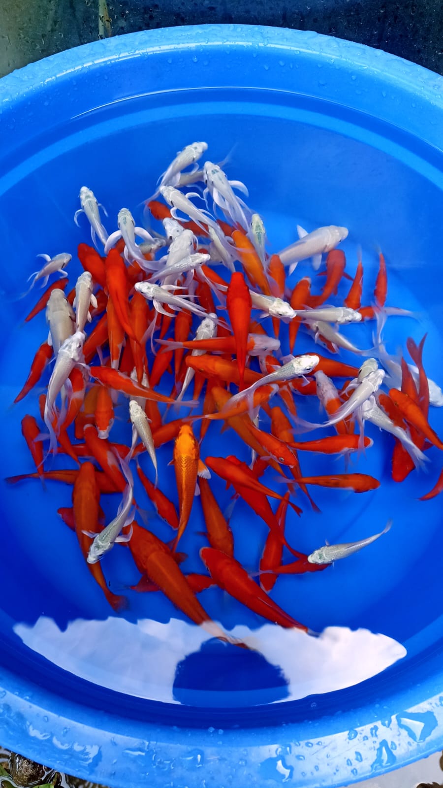 Lelang Koi Online, Jual Beli Ikan Koi, Pusat Jual Beli Koi, Info Lelang Koi Hari Ini, Platform Jual Beli Koi, Jual Beli Ikan Koi Online, Marketplace Ikan Koi, Jual Koi Terbaik, Tempat Beli Koi Berkualitas, Pasar Ikan Koi Online Terpercaya, Penjual Ikan Koi Terpercaya, Beli Koi Hias Online, Ikan Koi untuk Dijual, Koi Kualitas Terbaik, Toko Online Ikan Koi, Koi Hias Untuk Dijual, Jual Beli Ikan Koi Lokal, Koi Indonesia Online, Pusat Jual Beli Koi Terbesar