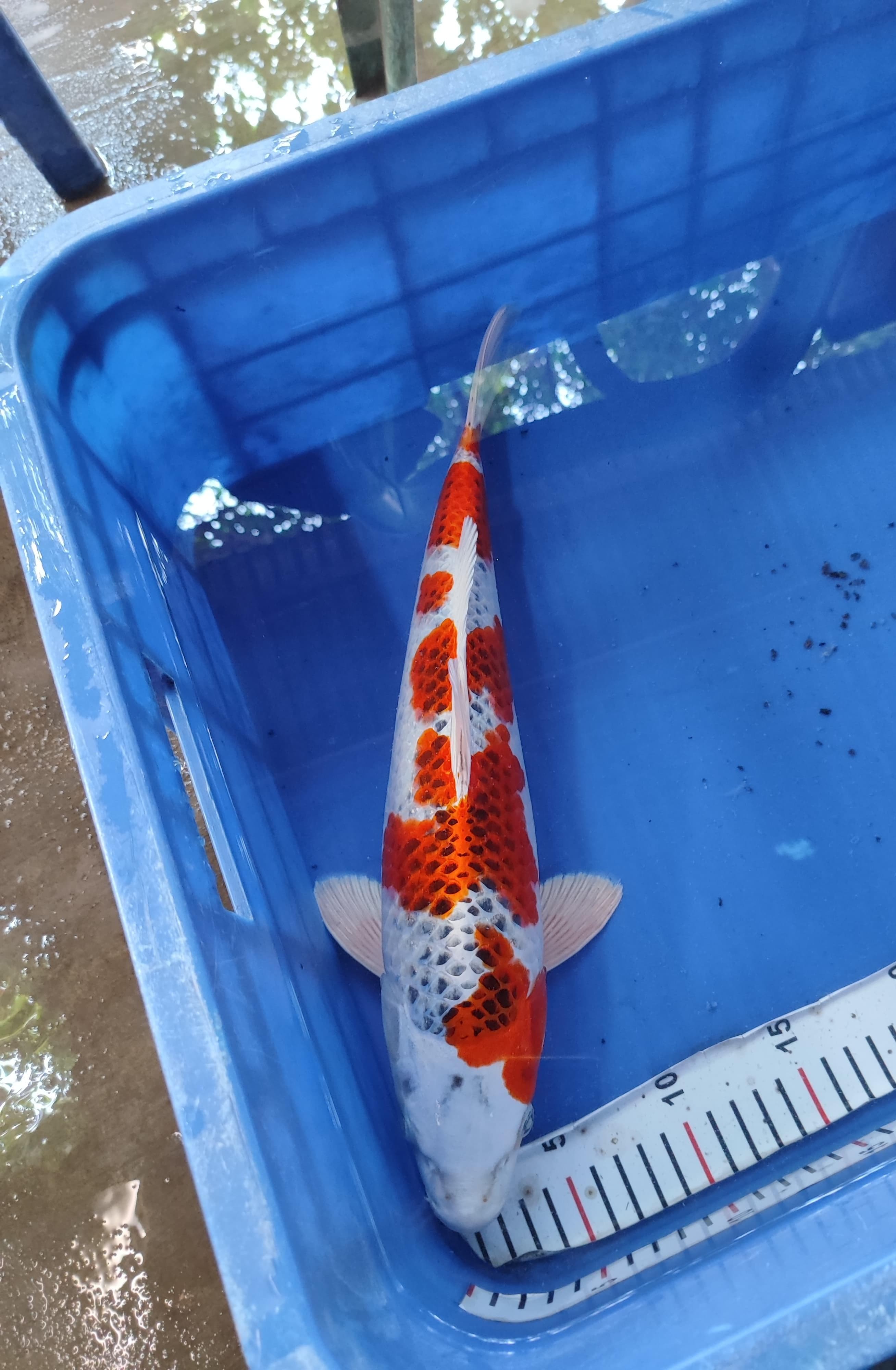 Lelang Koi Online, Jual Beli Ikan Koi, Pusat Jual Beli Koi, Info Lelang Koi Hari Ini, Platform Jual Beli Koi, Jual Beli Ikan Koi Online, Marketplace Ikan Koi, Jual Koi Terbaik, Tempat Beli Koi Berkualitas, Pasar Ikan Koi Online Terpercaya, Penjual Ikan Koi Terpercaya, Beli Koi Hias Online, Ikan Koi untuk Dijual, Koi Kualitas Terbaik, Toko Online Ikan Koi, Koi Hias Untuk Dijual, Jual Beli Ikan Koi Lokal, Koi Indonesia Online, Pusat Jual Beli Koi Terbesar