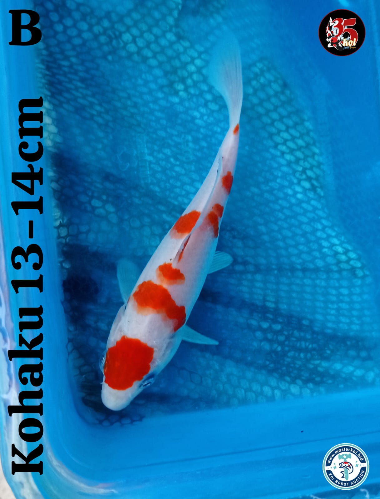 Lelang Koi Online, Jual Beli Ikan Koi, Pusat Jual Beli Koi, Info Lelang Koi Hari Ini, Platform Jual Beli Koi, Jual Beli Ikan Koi Online, Marketplace Ikan Koi, Jual Koi Terbaik, Tempat Beli Koi Berkualitas, Pasar Ikan Koi Online Terpercaya, Penjual Ikan Koi Terpercaya, Beli Koi Hias Online, Ikan Koi untuk Dijual, Koi Kualitas Terbaik, Toko Online Ikan Koi, Koi Hias Untuk Dijual, Jual Beli Ikan Koi Lokal, Koi Indonesia Online, Pusat Jual Beli Koi Terbesar