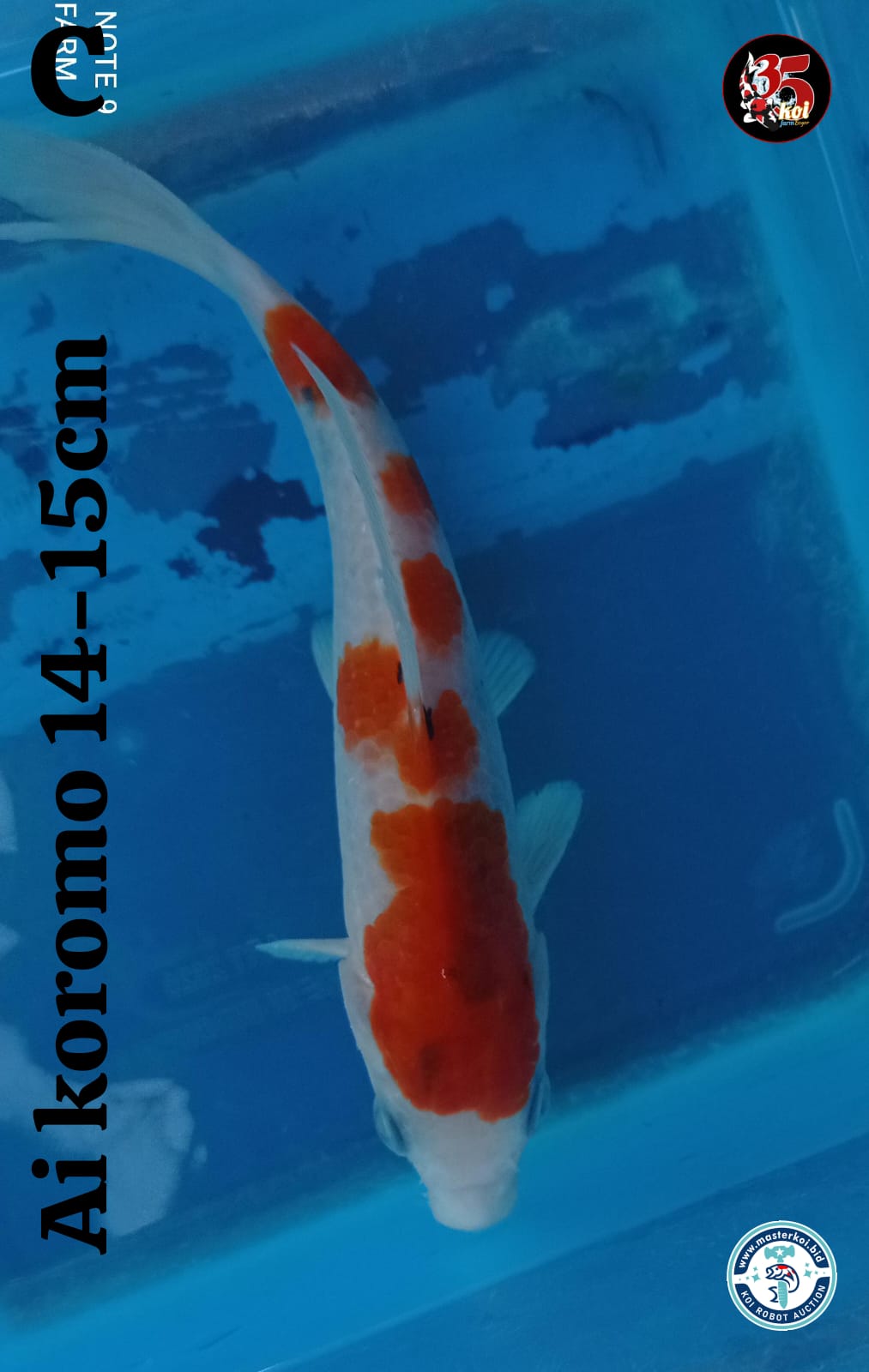 Lelang Koi Online, Jual Beli Ikan Koi, Pusat Jual Beli Koi, Info Lelang Koi Hari Ini, Platform Jual Beli Koi, Jual Beli Ikan Koi Online, Marketplace Ikan Koi, Jual Koi Terbaik, Tempat Beli Koi Berkualitas, Pasar Ikan Koi Online Terpercaya, Penjual Ikan Koi Terpercaya, Beli Koi Hias Online, Ikan Koi untuk Dijual, Koi Kualitas Terbaik, Toko Online Ikan Koi, Koi Hias Untuk Dijual, Jual Beli Ikan Koi Lokal, Koi Indonesia Online, Pusat Jual Beli Koi Terbesar