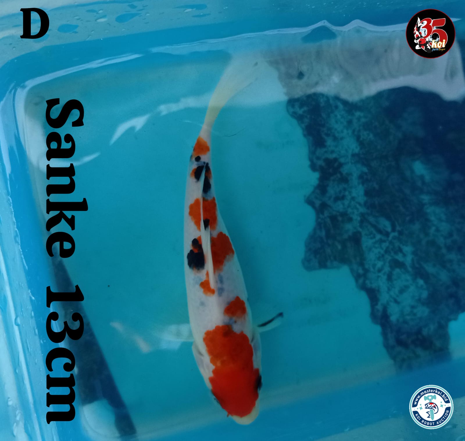 Lelang Koi Online, Jual Beli Ikan Koi, Pusat Jual Beli Koi, Info Lelang Koi Hari Ini, Platform Jual Beli Koi, Jual Beli Ikan Koi Online, Marketplace Ikan Koi, Jual Koi Terbaik, Tempat Beli Koi Berkualitas, Pasar Ikan Koi Online Terpercaya, Penjual Ikan Koi Terpercaya, Beli Koi Hias Online, Ikan Koi untuk Dijual, Koi Kualitas Terbaik, Toko Online Ikan Koi, Koi Hias Untuk Dijual, Jual Beli Ikan Koi Lokal, Koi Indonesia Online, Pusat Jual Beli Koi Terbesar