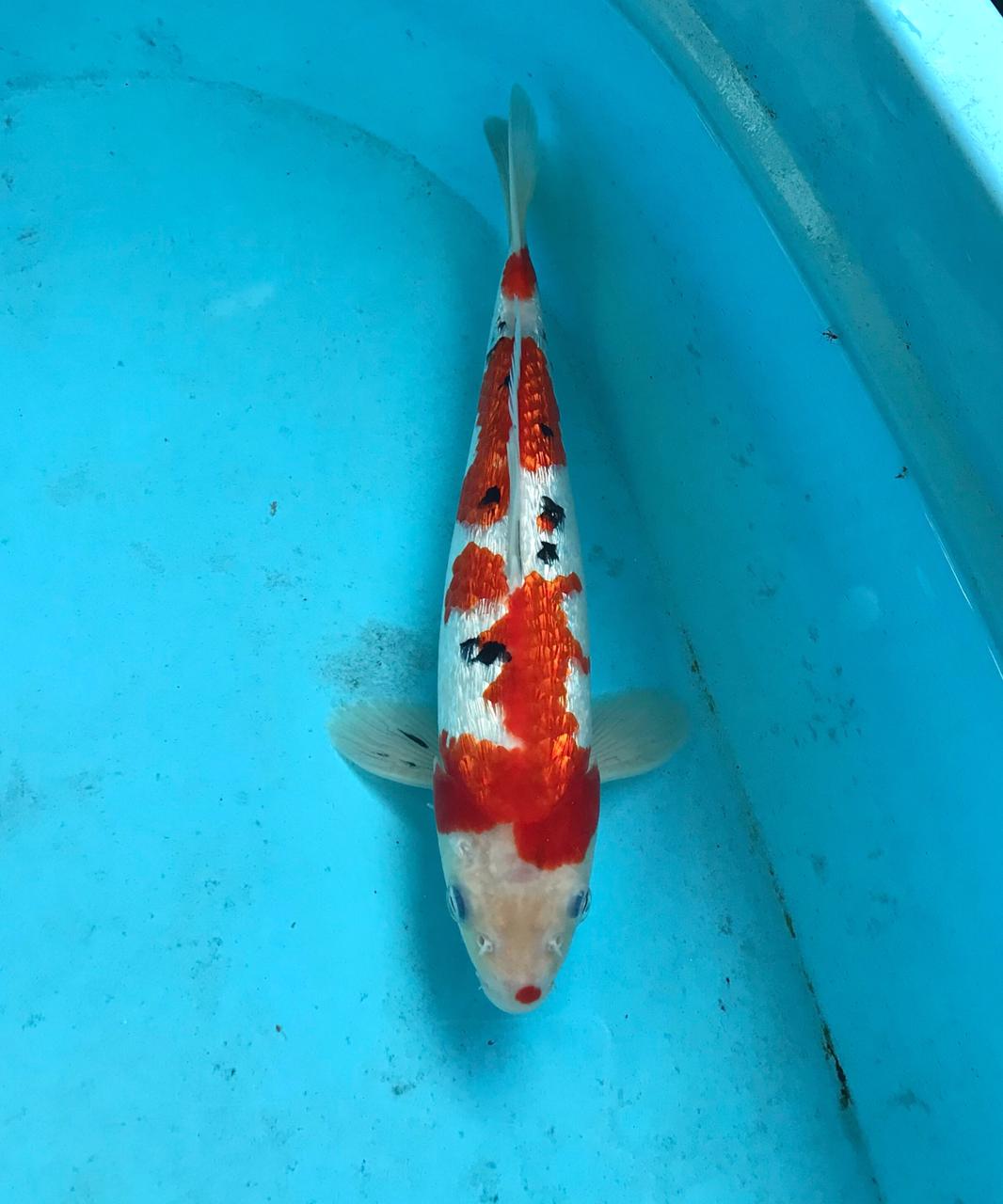 Lelang Koi Online, Jual Beli Ikan Koi, Pusat Jual Beli Koi, Info Lelang Koi Hari Ini, Platform Jual Beli Koi, Jual Beli Ikan Koi Online, Marketplace Ikan Koi, Jual Koi Terbaik, Tempat Beli Koi Berkualitas, Pasar Ikan Koi Online Terpercaya, Penjual Ikan Koi Terpercaya, Beli Koi Hias Online, Ikan Koi untuk Dijual, Koi Kualitas Terbaik, Toko Online Ikan Koi, Koi Hias Untuk Dijual, Jual Beli Ikan Koi Lokal, Koi Indonesia Online, Pusat Jual Beli Koi Terbesar