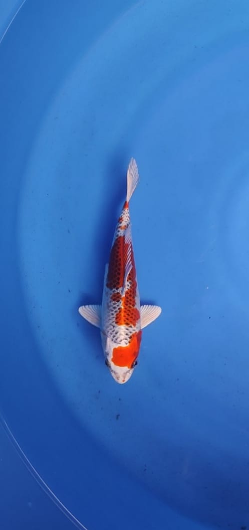 Lelang Koi Online, Jual Beli Ikan Koi, Pusat Jual Beli Koi, Info Lelang Koi Hari Ini, Platform Jual Beli Koi, Jual Beli Ikan Koi Online, Marketplace Ikan Koi, Jual Koi Terbaik, Tempat Beli Koi Berkualitas, Pasar Ikan Koi Online Terpercaya, Penjual Ikan Koi Terpercaya, Beli Koi Hias Online, Ikan Koi untuk Dijual, Koi Kualitas Terbaik, Toko Online Ikan Koi, Koi Hias Untuk Dijual, Jual Beli Ikan Koi Lokal, Koi Indonesia Online, Pusat Jual Beli Koi Terbesar