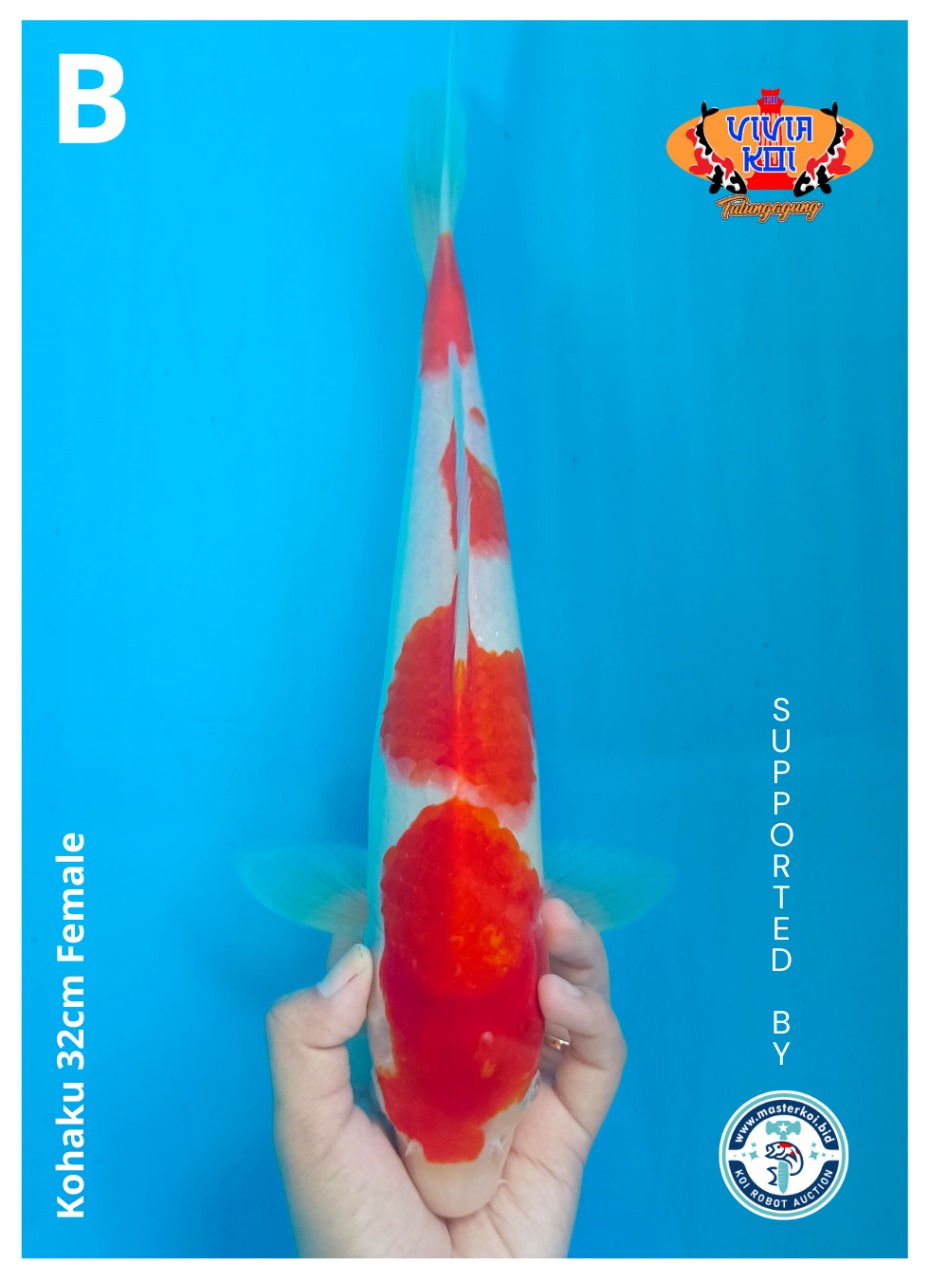 Lelang Koi Online, Jual Beli Ikan Koi, Pusat Jual Beli Koi, Info Lelang Koi Hari Ini, Platform Jual Beli Koi, Jual Beli Ikan Koi Online, Marketplace Ikan Koi, Jual Koi Terbaik, Tempat Beli Koi Berkualitas, Pasar Ikan Koi Online Terpercaya, Penjual Ikan Koi Terpercaya, Beli Koi Hias Online, Ikan Koi untuk Dijual, Koi Kualitas Terbaik, Toko Online Ikan Koi, Koi Hias Untuk Dijual, Jual Beli Ikan Koi Lokal, Koi Indonesia Online, Pusat Jual Beli Koi Terbesar