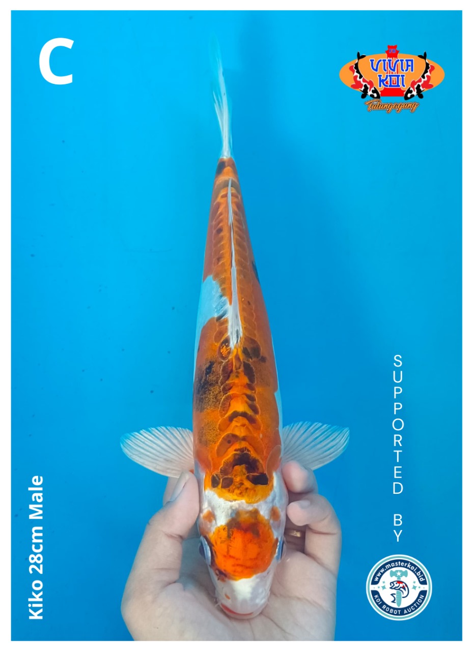 Lelang Koi Online, Jual Beli Ikan Koi, Pusat Jual Beli Koi, Info Lelang Koi Hari Ini, Platform Jual Beli Koi, Jual Beli Ikan Koi Online, Marketplace Ikan Koi, Jual Koi Terbaik, Tempat Beli Koi Berkualitas, Pasar Ikan Koi Online Terpercaya, Penjual Ikan Koi Terpercaya, Beli Koi Hias Online, Ikan Koi untuk Dijual, Koi Kualitas Terbaik, Toko Online Ikan Koi, Koi Hias Untuk Dijual, Jual Beli Ikan Koi Lokal, Koi Indonesia Online, Pusat Jual Beli Koi Terbesar