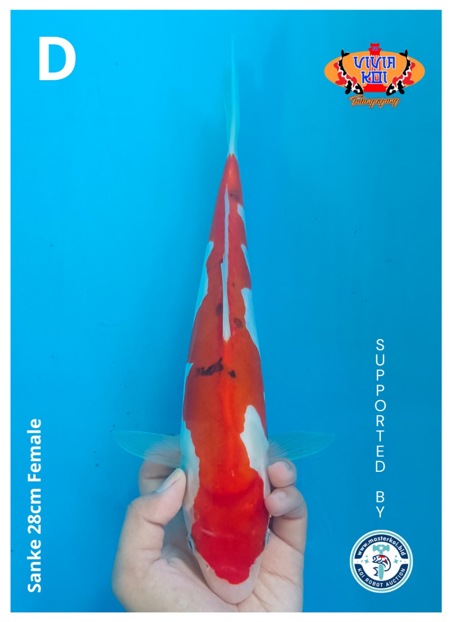 Lelang Koi Online, Jual Beli Ikan Koi, Pusat Jual Beli Koi, Info Lelang Koi Hari Ini, Platform Jual Beli Koi, Jual Beli Ikan Koi Online, Marketplace Ikan Koi, Jual Koi Terbaik, Tempat Beli Koi Berkualitas, Pasar Ikan Koi Online Terpercaya, Penjual Ikan Koi Terpercaya, Beli Koi Hias Online, Ikan Koi untuk Dijual, Koi Kualitas Terbaik, Toko Online Ikan Koi, Koi Hias Untuk Dijual, Jual Beli Ikan Koi Lokal, Koi Indonesia Online, Pusat Jual Beli Koi Terbesar