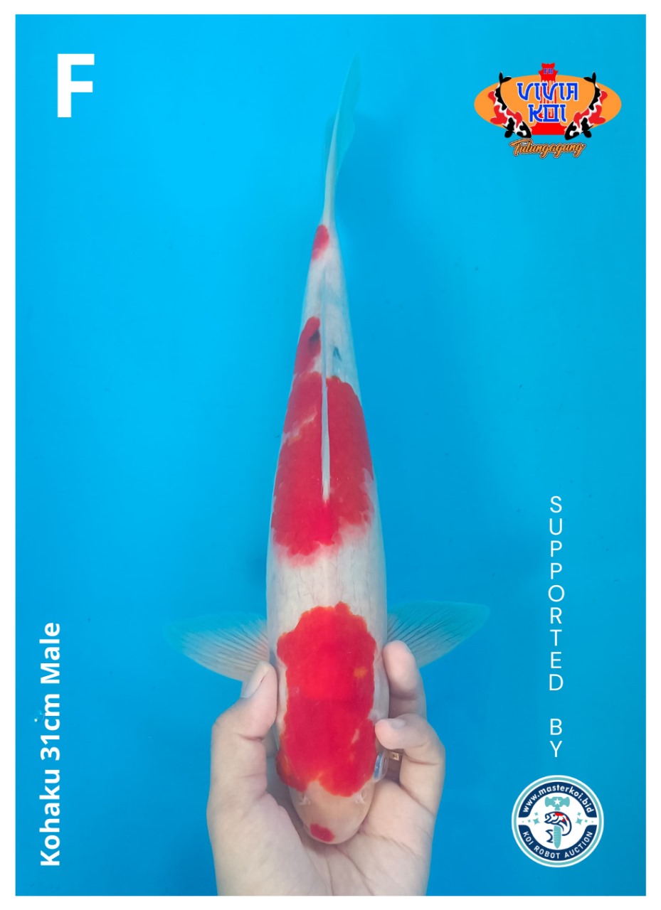 Lelang Koi Online, Jual Beli Ikan Koi, Pusat Jual Beli Koi, Info Lelang Koi Hari Ini, Platform Jual Beli Koi, Jual Beli Ikan Koi Online, Marketplace Ikan Koi, Jual Koi Terbaik, Tempat Beli Koi Berkualitas, Pasar Ikan Koi Online Terpercaya, Penjual Ikan Koi Terpercaya, Beli Koi Hias Online, Ikan Koi untuk Dijual, Koi Kualitas Terbaik, Toko Online Ikan Koi, Koi Hias Untuk Dijual, Jual Beli Ikan Koi Lokal, Koi Indonesia Online, Pusat Jual Beli Koi Terbesar