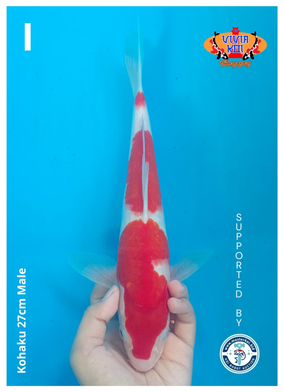 Lelang Koi Online, Jual Beli Ikan Koi, Pusat Jual Beli Koi, Info Lelang Koi Hari Ini, Platform Jual Beli Koi, Jual Beli Ikan Koi Online, Marketplace Ikan Koi, Jual Koi Terbaik, Tempat Beli Koi Berkualitas, Pasar Ikan Koi Online Terpercaya, Penjual Ikan Koi Terpercaya, Beli Koi Hias Online, Ikan Koi untuk Dijual, Koi Kualitas Terbaik, Toko Online Ikan Koi, Koi Hias Untuk Dijual, Jual Beli Ikan Koi Lokal, Koi Indonesia Online, Pusat Jual Beli Koi Terbesar