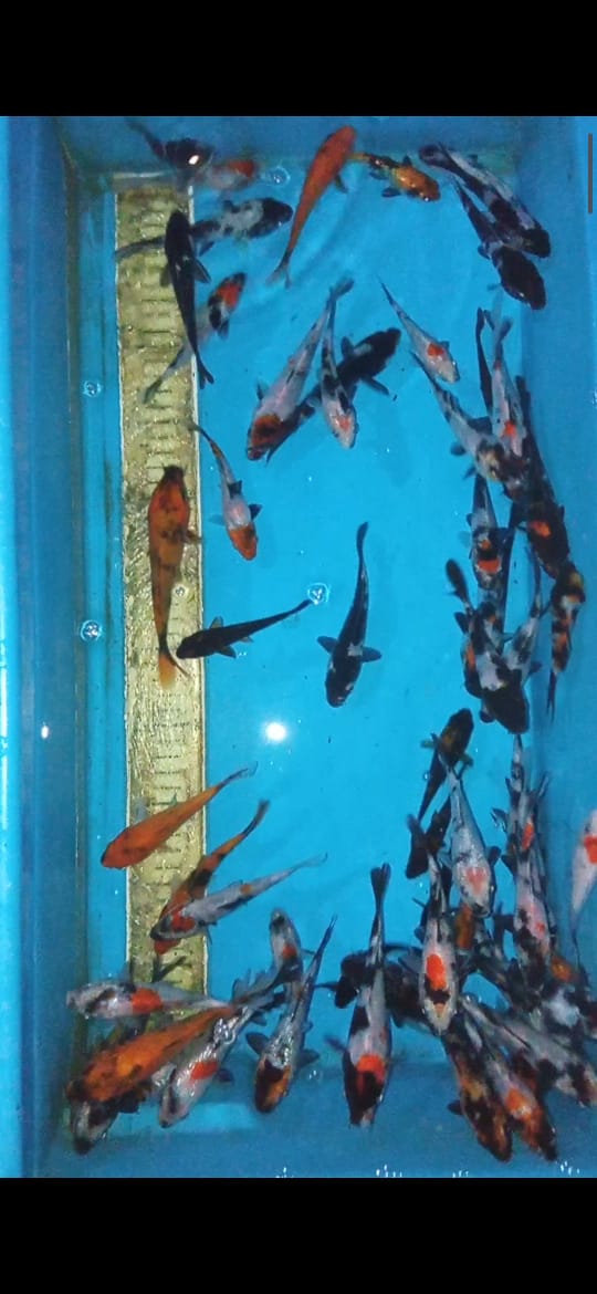 Lelang Koi Online, Jual Beli Ikan Koi, Pusat Jual Beli Koi, Info Lelang Koi Hari Ini, Platform Jual Beli Koi, Jual Beli Ikan Koi Online, Marketplace Ikan Koi, Jual Koi Terbaik, Tempat Beli Koi Berkualitas, Pasar Ikan Koi Online Terpercaya, Penjual Ikan Koi Terpercaya, Beli Koi Hias Online, Ikan Koi untuk Dijual, Koi Kualitas Terbaik, Toko Online Ikan Koi, Koi Hias Untuk Dijual, Jual Beli Ikan Koi Lokal, Koi Indonesia Online, Pusat Jual Beli Koi Terbesar