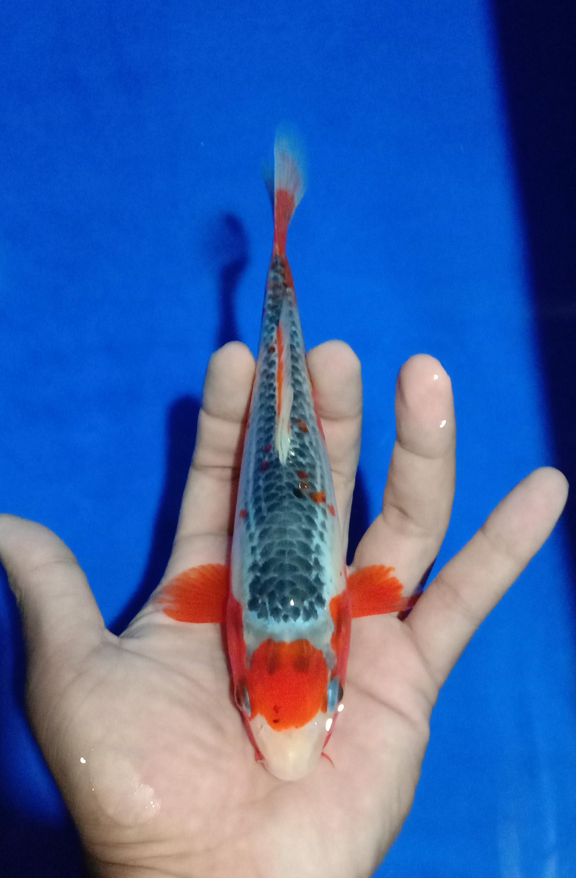 Lelang Koi Online, Jual Beli Ikan Koi, Pusat Jual Beli Koi, Info Lelang Koi Hari Ini, Platform Jual Beli Koi, Jual Beli Ikan Koi Online, Marketplace Ikan Koi, Jual Koi Terbaik, Tempat Beli Koi Berkualitas, Pasar Ikan Koi Online Terpercaya, Penjual Ikan Koi Terpercaya, Beli Koi Hias Online, Ikan Koi untuk Dijual, Koi Kualitas Terbaik, Toko Online Ikan Koi, Koi Hias Untuk Dijual, Jual Beli Ikan Koi Lokal, Koi Indonesia Online, Pusat Jual Beli Koi Terbesar