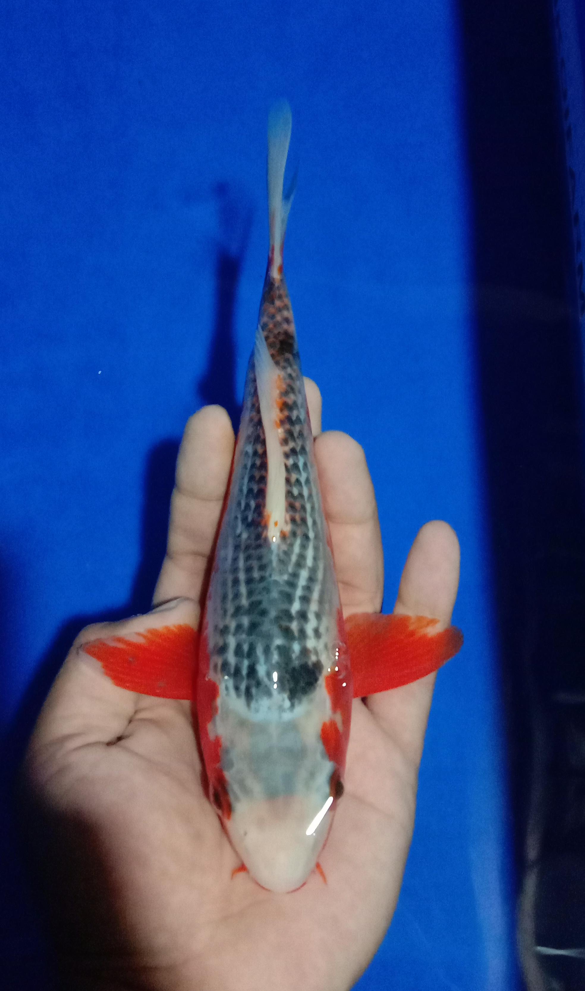 Lelang Koi Online, Jual Beli Ikan Koi, Pusat Jual Beli Koi, Info Lelang Koi Hari Ini, Platform Jual Beli Koi, Jual Beli Ikan Koi Online, Marketplace Ikan Koi, Jual Koi Terbaik, Tempat Beli Koi Berkualitas, Pasar Ikan Koi Online Terpercaya, Penjual Ikan Koi Terpercaya, Beli Koi Hias Online, Ikan Koi untuk Dijual, Koi Kualitas Terbaik, Toko Online Ikan Koi, Koi Hias Untuk Dijual, Jual Beli Ikan Koi Lokal, Koi Indonesia Online, Pusat Jual Beli Koi Terbesar