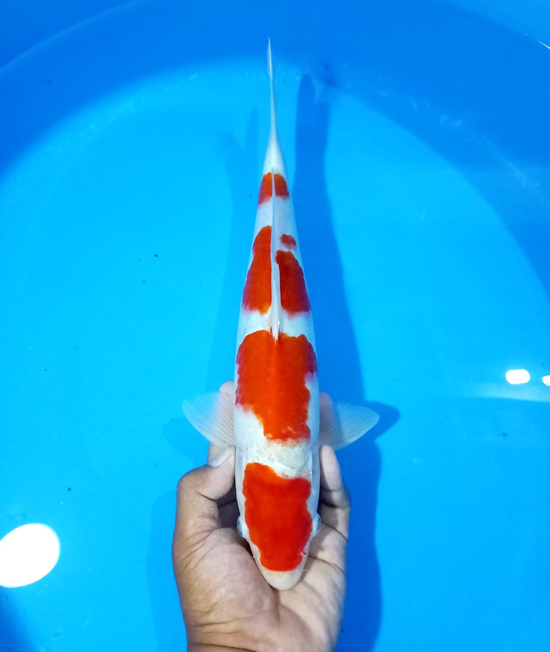 Lelang Koi Online, Jual Beli Ikan Koi, Pusat Jual Beli Koi, Info Lelang Koi Hari Ini, Platform Jual Beli Koi, Jual Beli Ikan Koi Online, Marketplace Ikan Koi, Jual Koi Terbaik, Tempat Beli Koi Berkualitas, Pasar Ikan Koi Online Terpercaya, Penjual Ikan Koi Terpercaya, Beli Koi Hias Online, Ikan Koi untuk Dijual, Koi Kualitas Terbaik, Toko Online Ikan Koi, Koi Hias Untuk Dijual, Jual Beli Ikan Koi Lokal, Koi Indonesia Online, Pusat Jual Beli Koi Terbesar