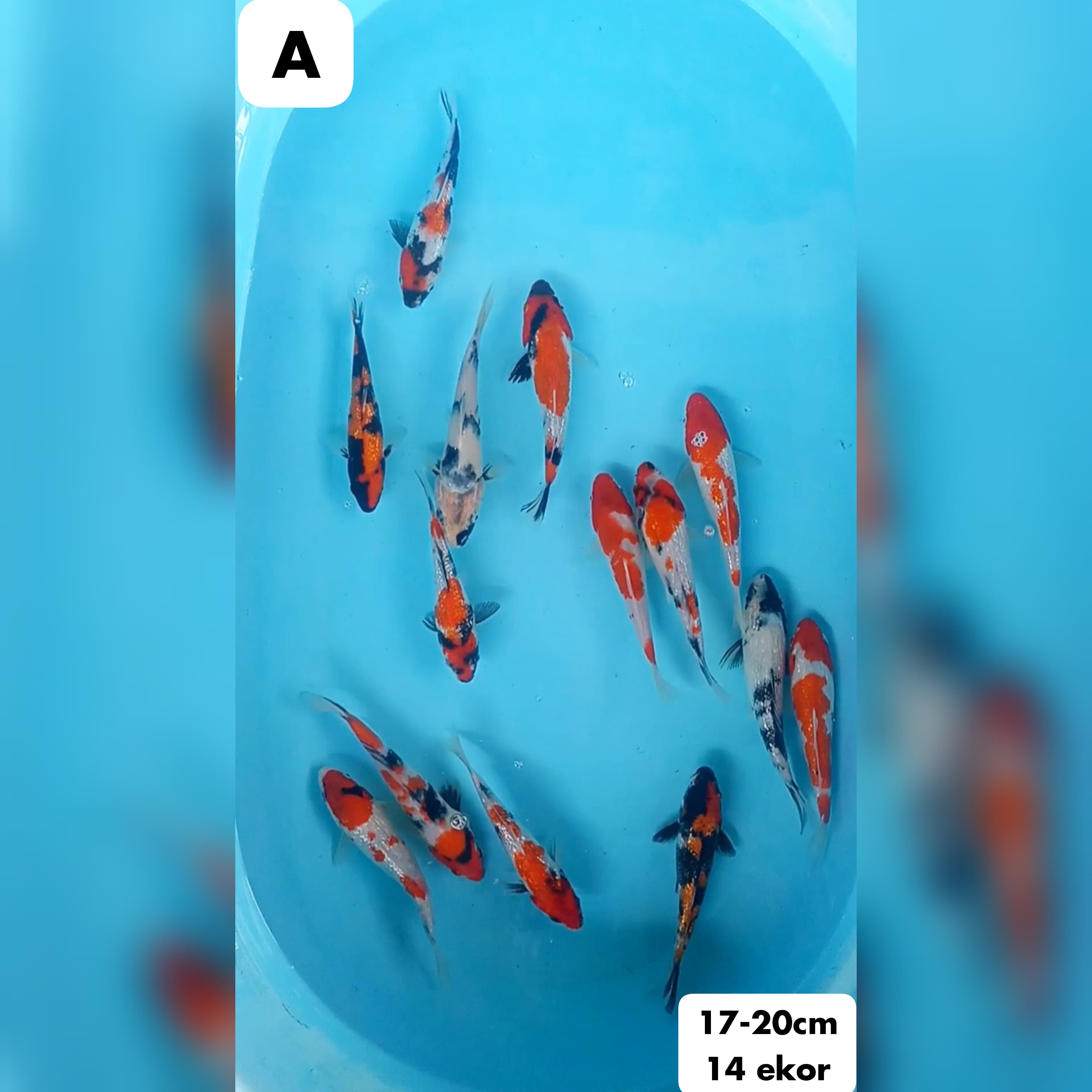 Lelang Koi Online, Jual Beli Ikan Koi, Pusat Jual Beli Koi, Info Lelang Koi Hari Ini, Platform Jual Beli Koi, Jual Beli Ikan Koi Online, Marketplace Ikan Koi, Jual Koi Terbaik, Tempat Beli Koi Berkualitas, Pasar Ikan Koi Online Terpercaya, Penjual Ikan Koi Terpercaya, Beli Koi Hias Online, Ikan Koi untuk Dijual, Koi Kualitas Terbaik, Toko Online Ikan Koi, Koi Hias Untuk Dijual, Jual Beli Ikan Koi Lokal, Koi Indonesia Online, Pusat Jual Beli Koi Terbesar