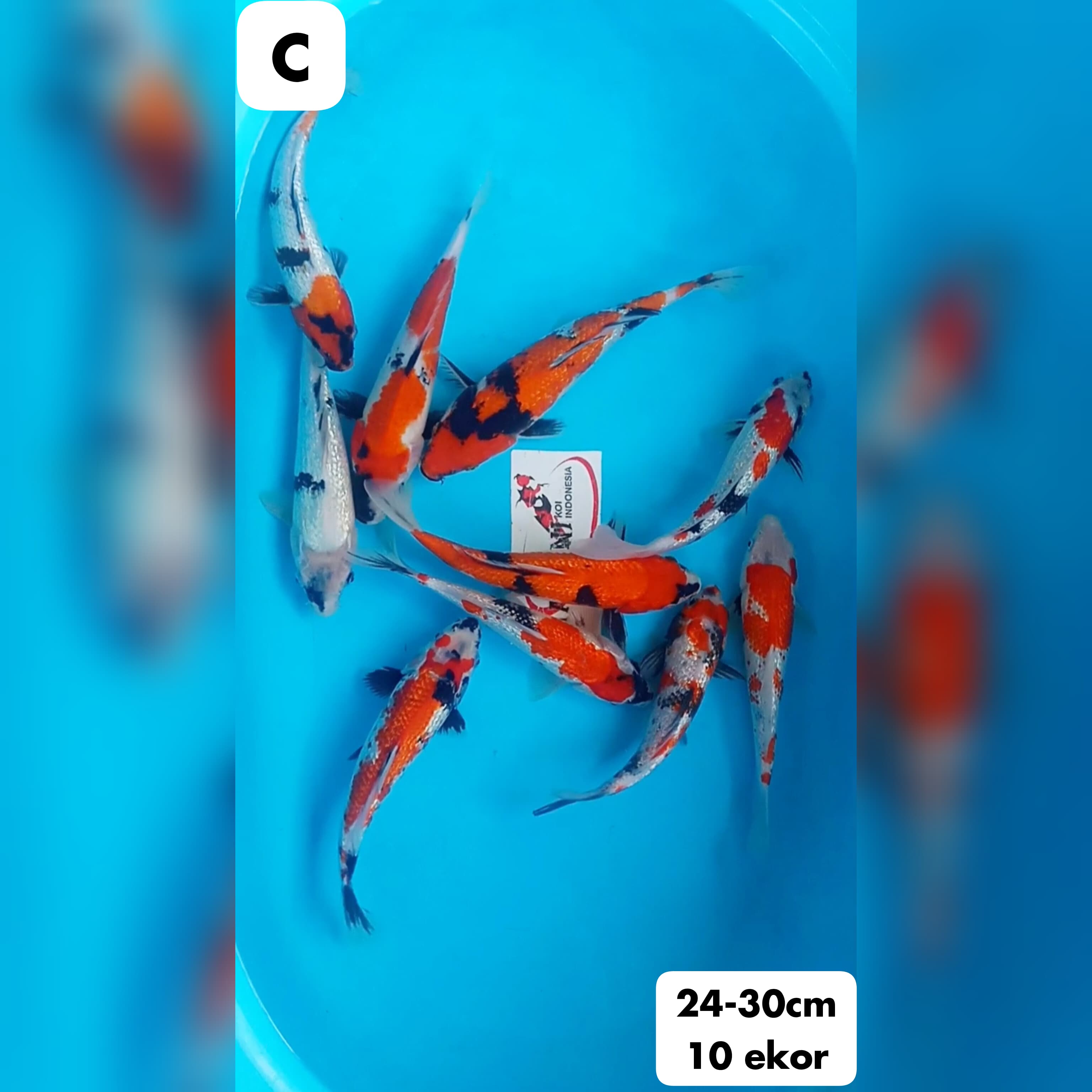 Lelang Koi Online, Jual Beli Ikan Koi, Pusat Jual Beli Koi, Info Lelang Koi Hari Ini, Platform Jual Beli Koi, Jual Beli Ikan Koi Online, Marketplace Ikan Koi, Jual Koi Terbaik, Tempat Beli Koi Berkualitas, Pasar Ikan Koi Online Terpercaya, Penjual Ikan Koi Terpercaya, Beli Koi Hias Online, Ikan Koi untuk Dijual, Koi Kualitas Terbaik, Toko Online Ikan Koi, Koi Hias Untuk Dijual, Jual Beli Ikan Koi Lokal, Koi Indonesia Online, Pusat Jual Beli Koi Terbesar