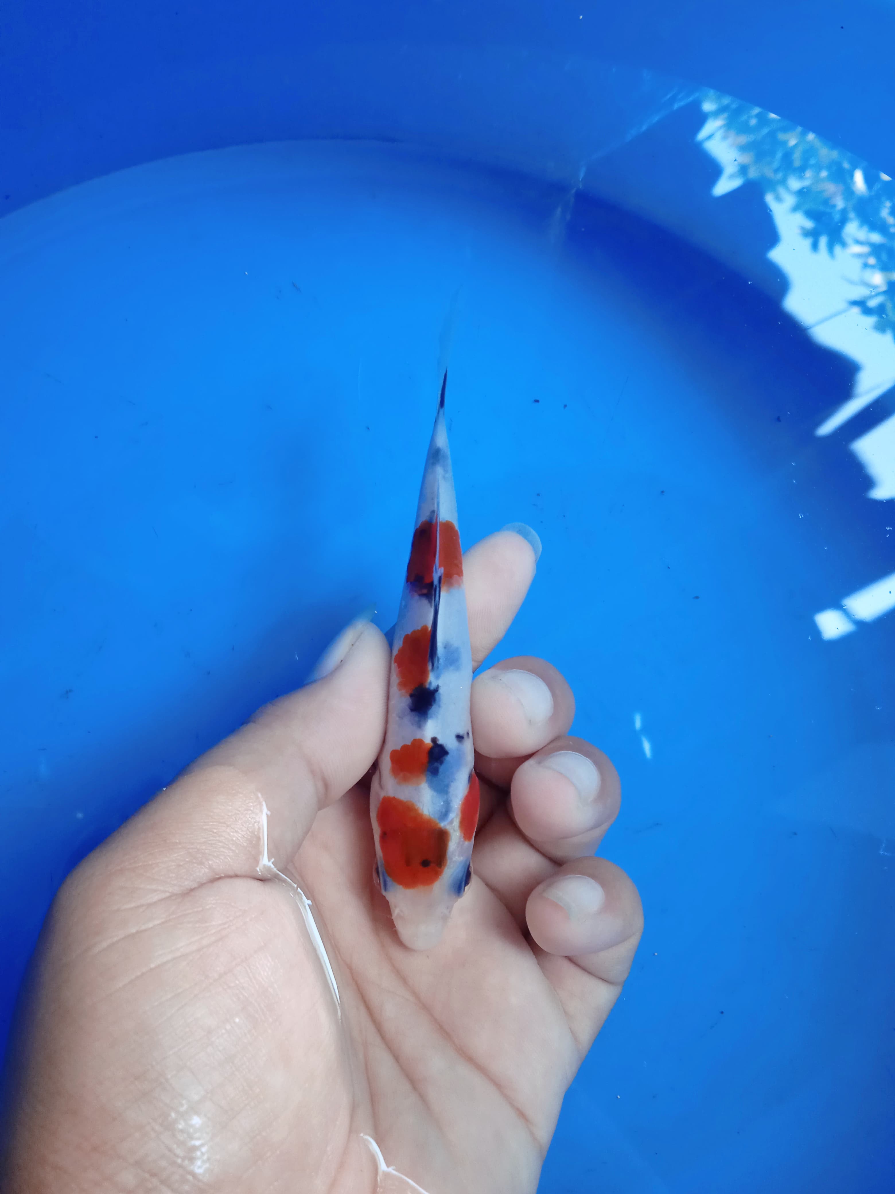 Lelang Koi Online, Jual Beli Ikan Koi, Pusat Jual Beli Koi, Info Lelang Koi Hari Ini, Platform Jual Beli Koi, Jual Beli Ikan Koi Online, Marketplace Ikan Koi, Jual Koi Terbaik, Tempat Beli Koi Berkualitas, Pasar Ikan Koi Online Terpercaya, Penjual Ikan Koi Terpercaya, Beli Koi Hias Online, Ikan Koi untuk Dijual, Koi Kualitas Terbaik, Toko Online Ikan Koi, Koi Hias Untuk Dijual, Jual Beli Ikan Koi Lokal, Koi Indonesia Online, Pusat Jual Beli Koi Terbesar