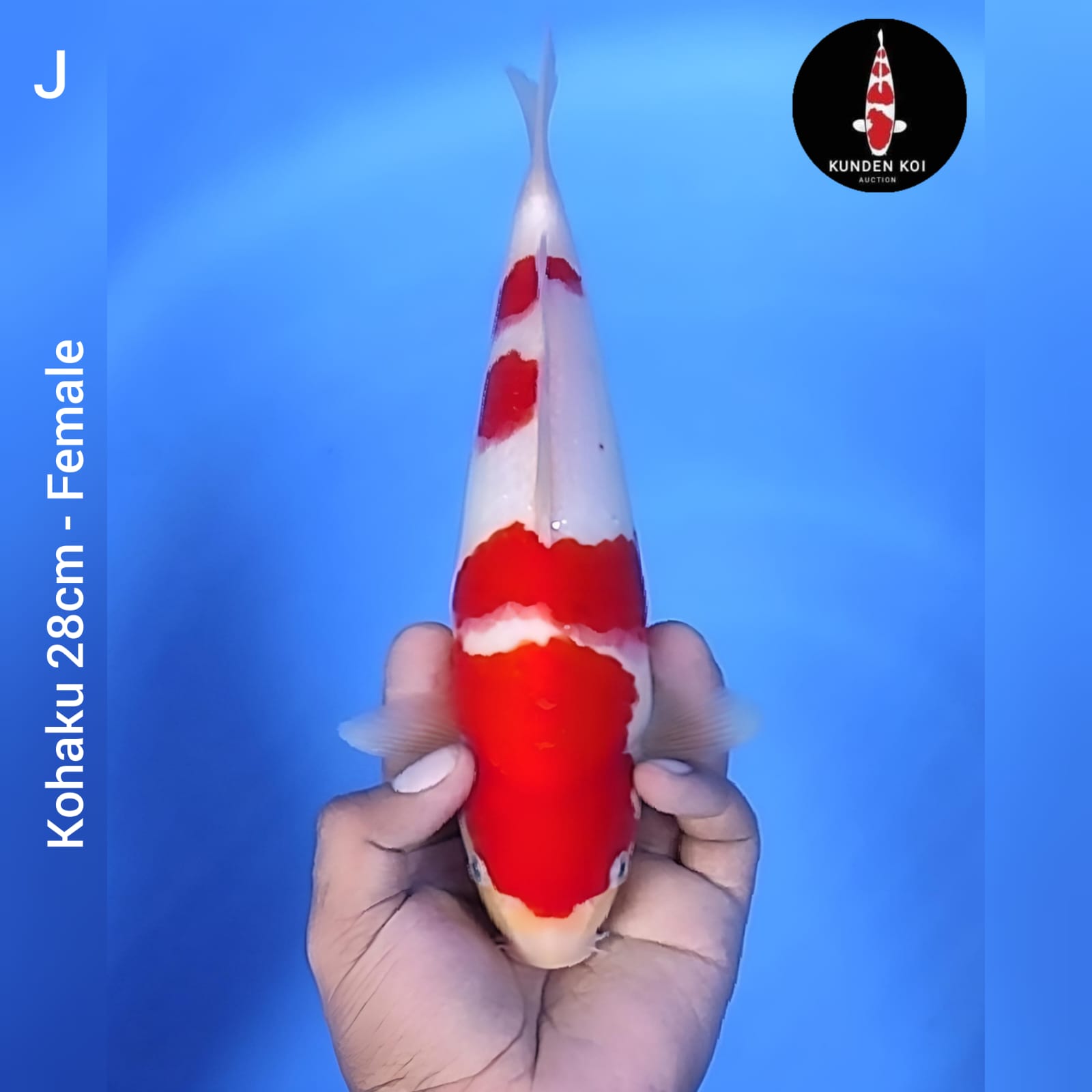 Lelang Koi Online, Jual Beli Ikan Koi, Pusat Jual Beli Koi, Info Lelang Koi Hari Ini, Platform Jual Beli Koi, Jual Beli Ikan Koi Online, Marketplace Ikan Koi, Jual Koi Terbaik, Tempat Beli Koi Berkualitas, Pasar Ikan Koi Online Terpercaya, Penjual Ikan Koi Terpercaya, Beli Koi Hias Online, Ikan Koi untuk Dijual, Koi Kualitas Terbaik, Toko Online Ikan Koi, Koi Hias Untuk Dijual, Jual Beli Ikan Koi Lokal, Koi Indonesia Online, Pusat Jual Beli Koi Terbesar