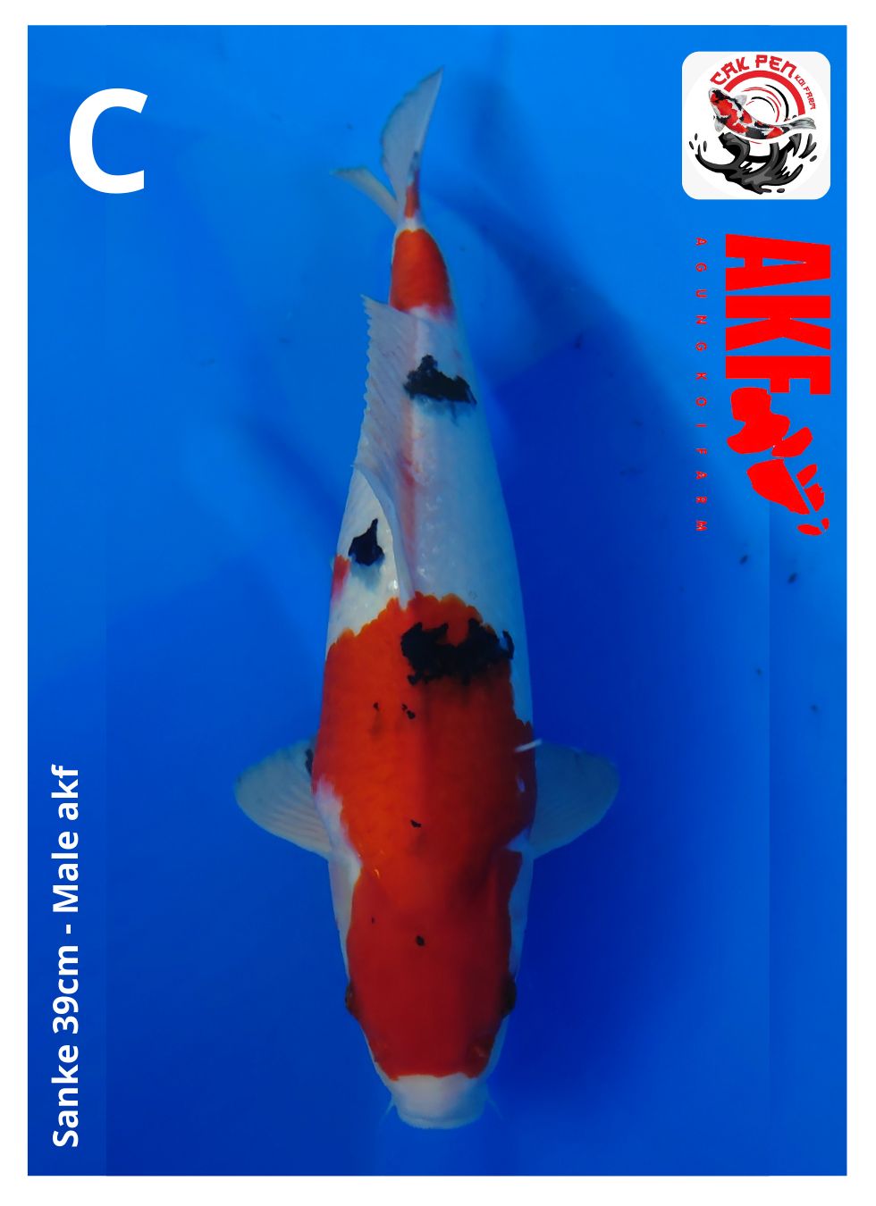 Lelang Koi Online, Jual Beli Ikan Koi, Pusat Jual Beli Koi, Info Lelang Koi Hari Ini, Platform Jual Beli Koi, Jual Beli Ikan Koi Online, Marketplace Ikan Koi, Jual Koi Terbaik, Tempat Beli Koi Berkualitas, Pasar Ikan Koi Online Terpercaya, Penjual Ikan Koi Terpercaya, Beli Koi Hias Online, Ikan Koi untuk Dijual, Koi Kualitas Terbaik, Toko Online Ikan Koi, Koi Hias Untuk Dijual, Jual Beli Ikan Koi Lokal, Koi Indonesia Online, Pusat Jual Beli Koi Terbesar