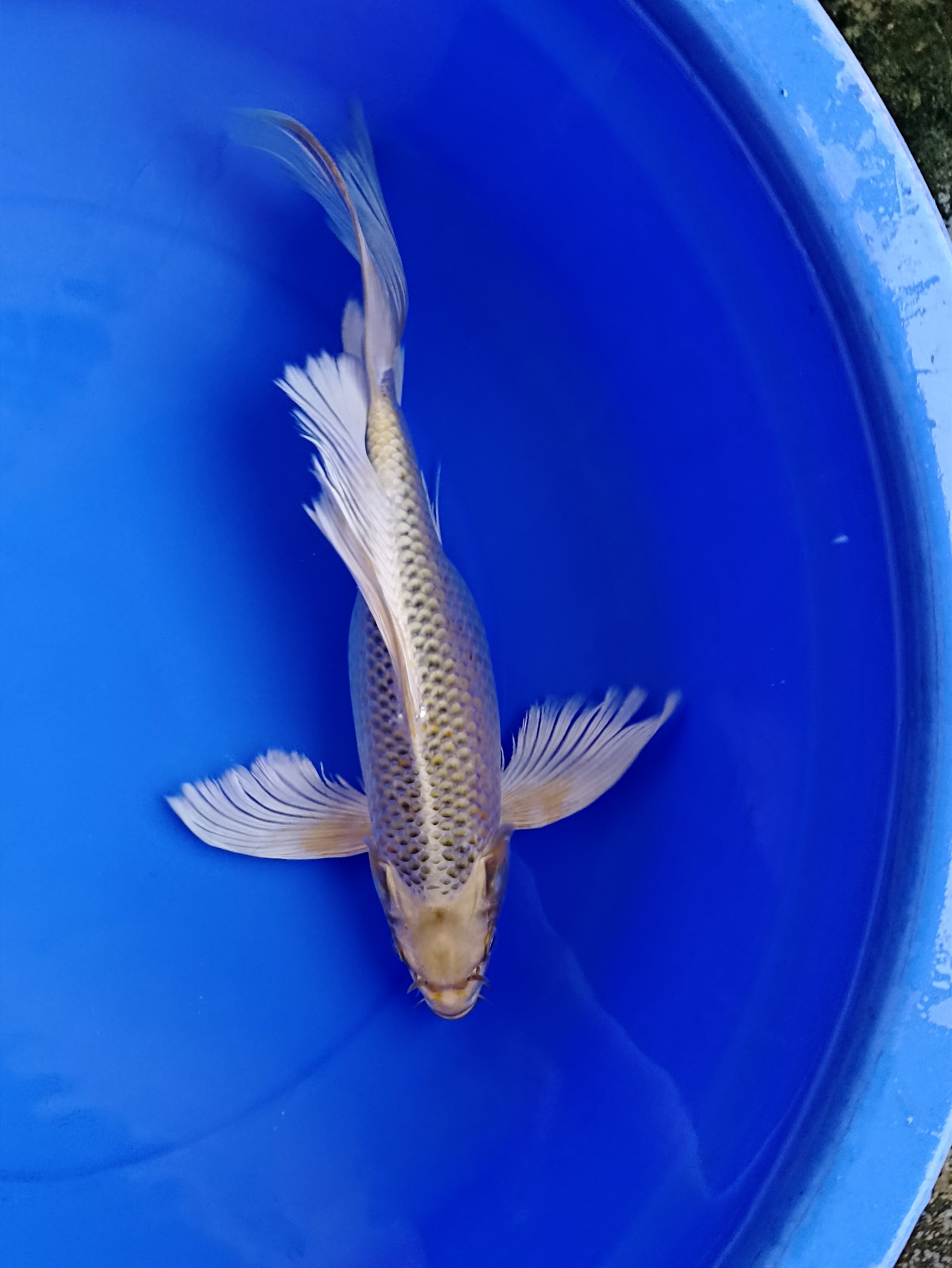 Lelang Koi Online, Jual Beli Ikan Koi, Pusat Jual Beli Koi, Info Lelang Koi Hari Ini, Platform Jual Beli Koi, Jual Beli Ikan Koi Online, Marketplace Ikan Koi, Jual Koi Terbaik, Tempat Beli Koi Berkualitas, Pasar Ikan Koi Online Terpercaya, Penjual Ikan Koi Terpercaya, Beli Koi Hias Online, Ikan Koi untuk Dijual, Koi Kualitas Terbaik, Toko Online Ikan Koi, Koi Hias Untuk Dijual, Jual Beli Ikan Koi Lokal, Koi Indonesia Online, Pusat Jual Beli Koi Terbesar