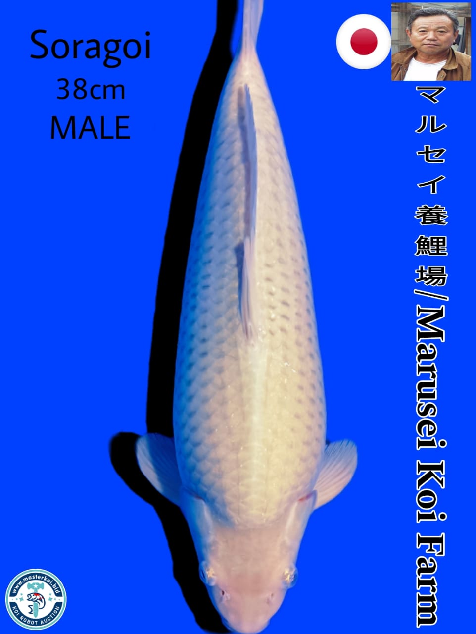 Lelang Koi Online, Jual Beli Ikan Koi, Pusat Jual Beli Koi, Info Lelang Koi Hari Ini, Platform Jual Beli Koi, Jual Beli Ikan Koi Online, Marketplace Ikan Koi, Jual Koi Terbaik, Tempat Beli Koi Berkualitas, Pasar Ikan Koi Online Terpercaya, Penjual Ikan Koi Terpercaya, Beli Koi Hias Online, Ikan Koi untuk Dijual, Koi Kualitas Terbaik, Toko Online Ikan Koi, Koi Hias Untuk Dijual, Jual Beli Ikan Koi Lokal, Koi Indonesia Online, Pusat Jual Beli Koi Terbesar