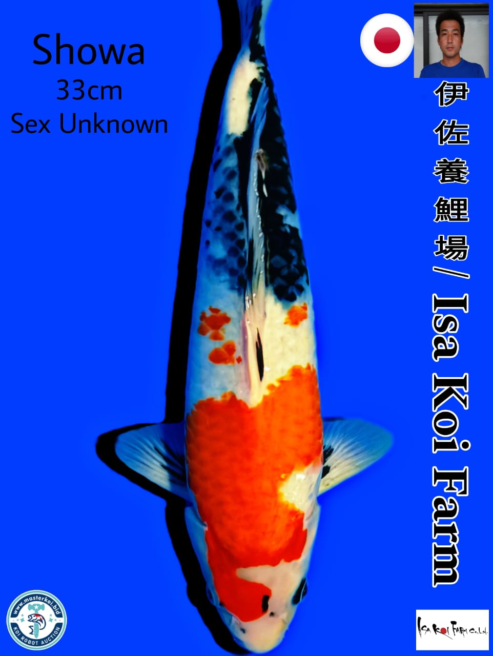 Lelang Koi Online, Jual Beli Ikan Koi, Pusat Jual Beli Koi, Info Lelang Koi Hari Ini, Platform Jual Beli Koi, Jual Beli Ikan Koi Online, Marketplace Ikan Koi, Jual Koi Terbaik, Tempat Beli Koi Berkualitas, Pasar Ikan Koi Online Terpercaya, Penjual Ikan Koi Terpercaya, Beli Koi Hias Online, Ikan Koi untuk Dijual, Koi Kualitas Terbaik, Toko Online Ikan Koi, Koi Hias Untuk Dijual, Jual Beli Ikan Koi Lokal, Koi Indonesia Online, Pusat Jual Beli Koi Terbesar