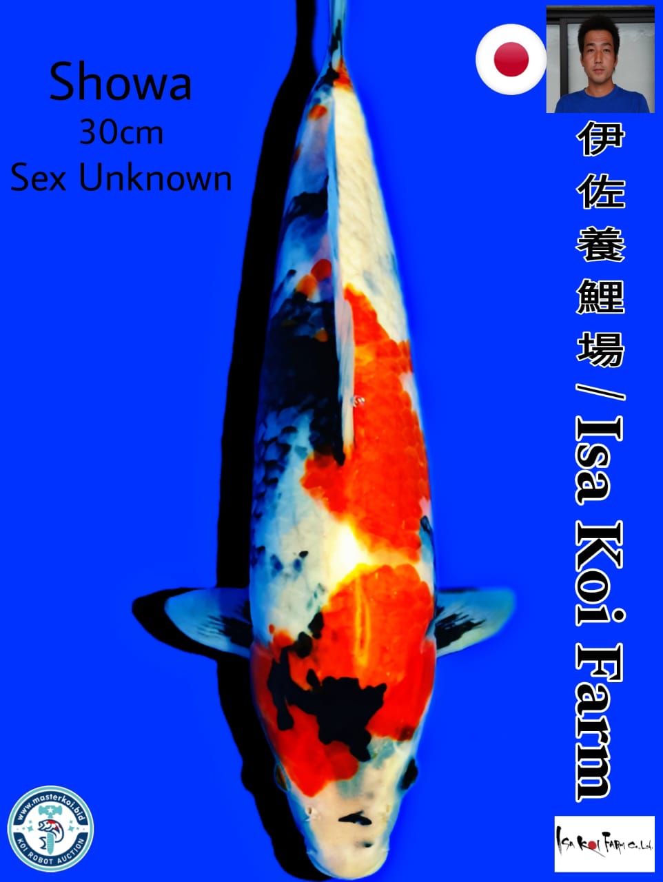 Lelang Koi Online, Jual Beli Ikan Koi, Pusat Jual Beli Koi, Info Lelang Koi Hari Ini, Platform Jual Beli Koi, Jual Beli Ikan Koi Online, Marketplace Ikan Koi, Jual Koi Terbaik, Tempat Beli Koi Berkualitas, Pasar Ikan Koi Online Terpercaya, Penjual Ikan Koi Terpercaya, Beli Koi Hias Online, Ikan Koi untuk Dijual, Koi Kualitas Terbaik, Toko Online Ikan Koi, Koi Hias Untuk Dijual, Jual Beli Ikan Koi Lokal, Koi Indonesia Online, Pusat Jual Beli Koi Terbesar