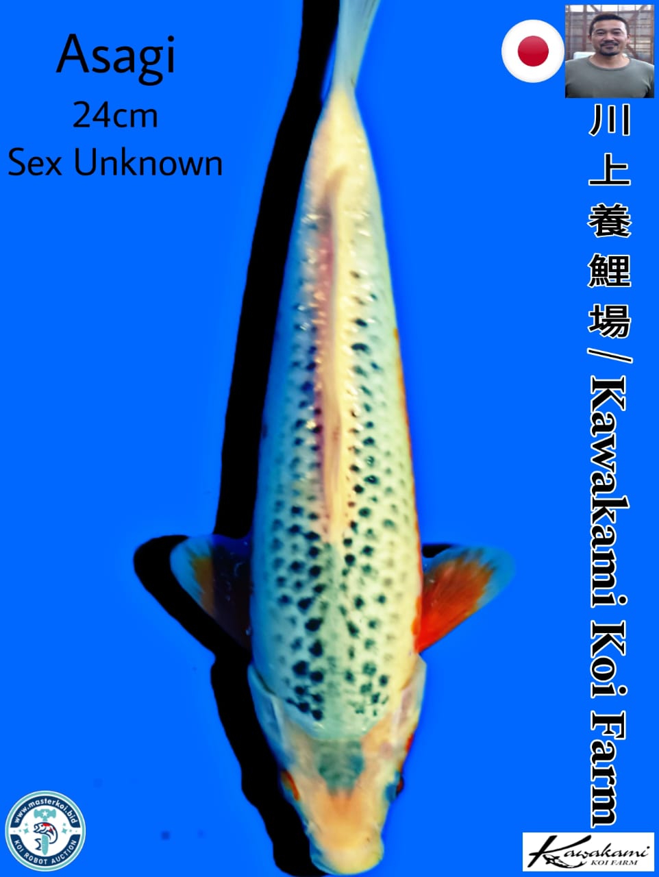 Lelang Koi Online, Jual Beli Ikan Koi, Pusat Jual Beli Koi, Info Lelang Koi Hari Ini, Platform Jual Beli Koi, Jual Beli Ikan Koi Online, Marketplace Ikan Koi, Jual Koi Terbaik, Tempat Beli Koi Berkualitas, Pasar Ikan Koi Online Terpercaya, Penjual Ikan Koi Terpercaya, Beli Koi Hias Online, Ikan Koi untuk Dijual, Koi Kualitas Terbaik, Toko Online Ikan Koi, Koi Hias Untuk Dijual, Jual Beli Ikan Koi Lokal, Koi Indonesia Online, Pusat Jual Beli Koi Terbesar