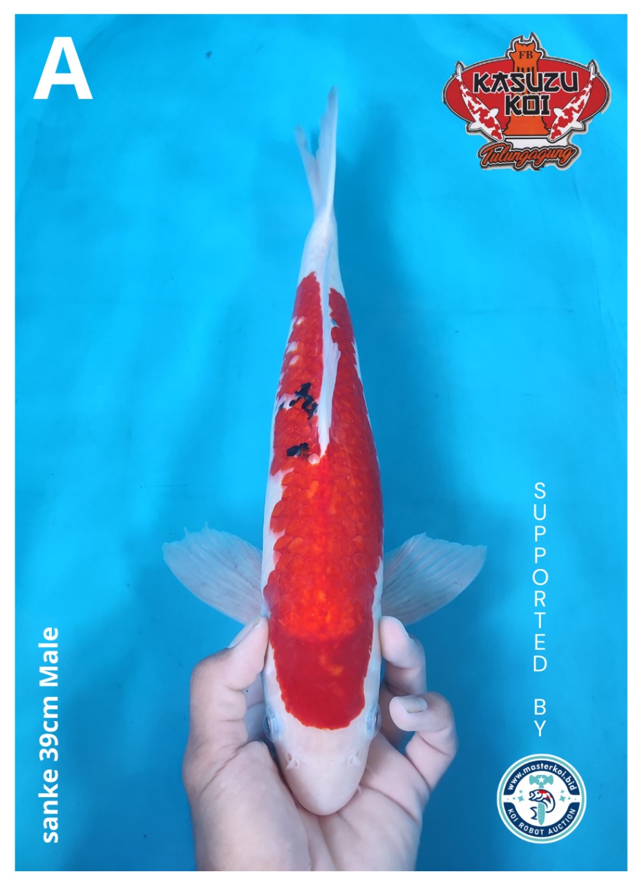 Lelang Koi Online, Jual Beli Ikan Koi, Pusat Jual Beli Koi, Info Lelang Koi Hari Ini, Platform Jual Beli Koi, Jual Beli Ikan Koi Online, Marketplace Ikan Koi, Jual Koi Terbaik, Tempat Beli Koi Berkualitas, Pasar Ikan Koi Online Terpercaya, Penjual Ikan Koi Terpercaya, Beli Koi Hias Online, Ikan Koi untuk Dijual, Koi Kualitas Terbaik, Toko Online Ikan Koi, Koi Hias Untuk Dijual, Jual Beli Ikan Koi Lokal, Koi Indonesia Online, Pusat Jual Beli Koi Terbesar