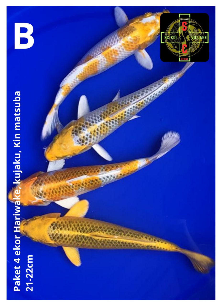 Lelang Koi Online, Jual Beli Ikan Koi, Pusat Jual Beli Koi, Info Lelang Koi Hari Ini, Platform Jual Beli Koi, Jual Beli Ikan Koi Online, Marketplace Ikan Koi, Jual Koi Terbaik, Tempat Beli Koi Berkualitas, Pasar Ikan Koi Online Terpercaya, Penjual Ikan Koi Terpercaya, Beli Koi Hias Online, Ikan Koi untuk Dijual, Koi Kualitas Terbaik, Toko Online Ikan Koi, Koi Hias Untuk Dijual, Jual Beli Ikan Koi Lokal, Koi Indonesia Online, Pusat Jual Beli Koi Terbesar