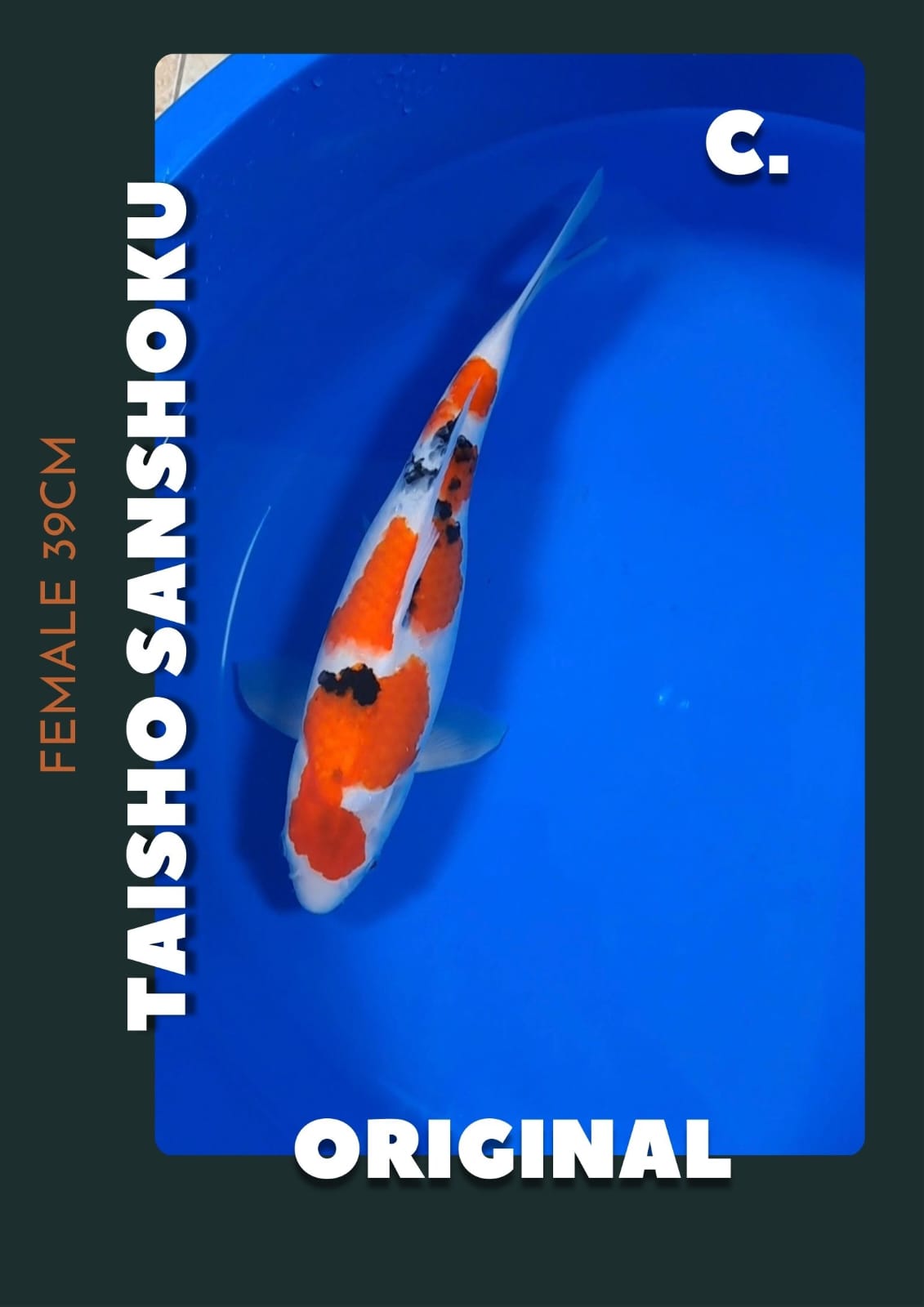 Lelang Koi Online, Jual Beli Ikan Koi, Pusat Jual Beli Koi, Info Lelang Koi Hari Ini, Platform Jual Beli Koi, Jual Beli Ikan Koi Online, Marketplace Ikan Koi, Jual Koi Terbaik, Tempat Beli Koi Berkualitas, Pasar Ikan Koi Online Terpercaya, Penjual Ikan Koi Terpercaya, Beli Koi Hias Online, Ikan Koi untuk Dijual, Koi Kualitas Terbaik, Toko Online Ikan Koi, Koi Hias Untuk Dijual, Jual Beli Ikan Koi Lokal, Koi Indonesia Online, Pusat Jual Beli Koi Terbesar