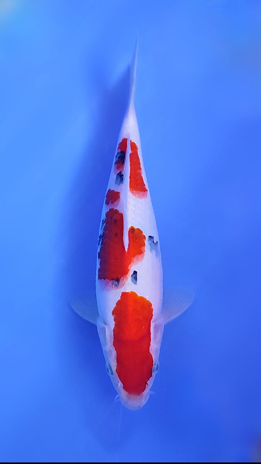 Lelang Koi Online, Jual Beli Ikan Koi, Pusat Jual Beli Koi, Info Lelang Koi Hari Ini, Platform Jual Beli Koi, Jual Beli Ikan Koi Online, Marketplace Ikan Koi, Jual Koi Terbaik, Tempat Beli Koi Berkualitas, Pasar Ikan Koi Online Terpercaya, Penjual Ikan Koi Terpercaya, Beli Koi Hias Online, Ikan Koi untuk Dijual, Koi Kualitas Terbaik, Toko Online Ikan Koi, Koi Hias Untuk Dijual, Jual Beli Ikan Koi Lokal, Koi Indonesia Online, Pusat Jual Beli Koi Terbesar