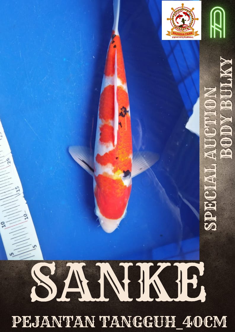 Lelang Koi Online, Jual Beli Ikan Koi, Pusat Jual Beli Koi, Info Lelang Koi Hari Ini, Platform Jual Beli Koi, Jual Beli Ikan Koi Online, Marketplace Ikan Koi, Jual Koi Terbaik, Tempat Beli Koi Berkualitas, Pasar Ikan Koi Online Terpercaya, Penjual Ikan Koi Terpercaya, Beli Koi Hias Online, Ikan Koi untuk Dijual, Koi Kualitas Terbaik, Toko Online Ikan Koi, Koi Hias Untuk Dijual, Jual Beli Ikan Koi Lokal, Koi Indonesia Online, Pusat Jual Beli Koi Terbesar