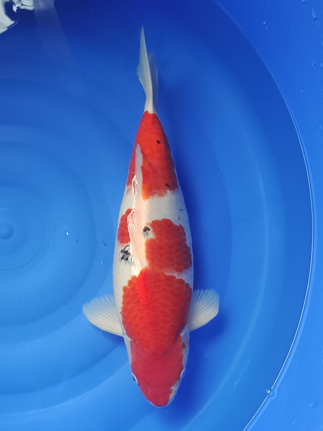 Lelang Koi Online, Jual Beli Ikan Koi, Pusat Jual Beli Koi, Info Lelang Koi Hari Ini, Platform Jual Beli Koi, Jual Beli Ikan Koi Online, Marketplace Ikan Koi, Jual Koi Terbaik, Tempat Beli Koi Berkualitas, Pasar Ikan Koi Online Terpercaya, Penjual Ikan Koi Terpercaya, Beli Koi Hias Online, Ikan Koi untuk Dijual, Koi Kualitas Terbaik, Toko Online Ikan Koi, Koi Hias Untuk Dijual, Jual Beli Ikan Koi Lokal, Koi Indonesia Online, Pusat Jual Beli Koi Terbesar